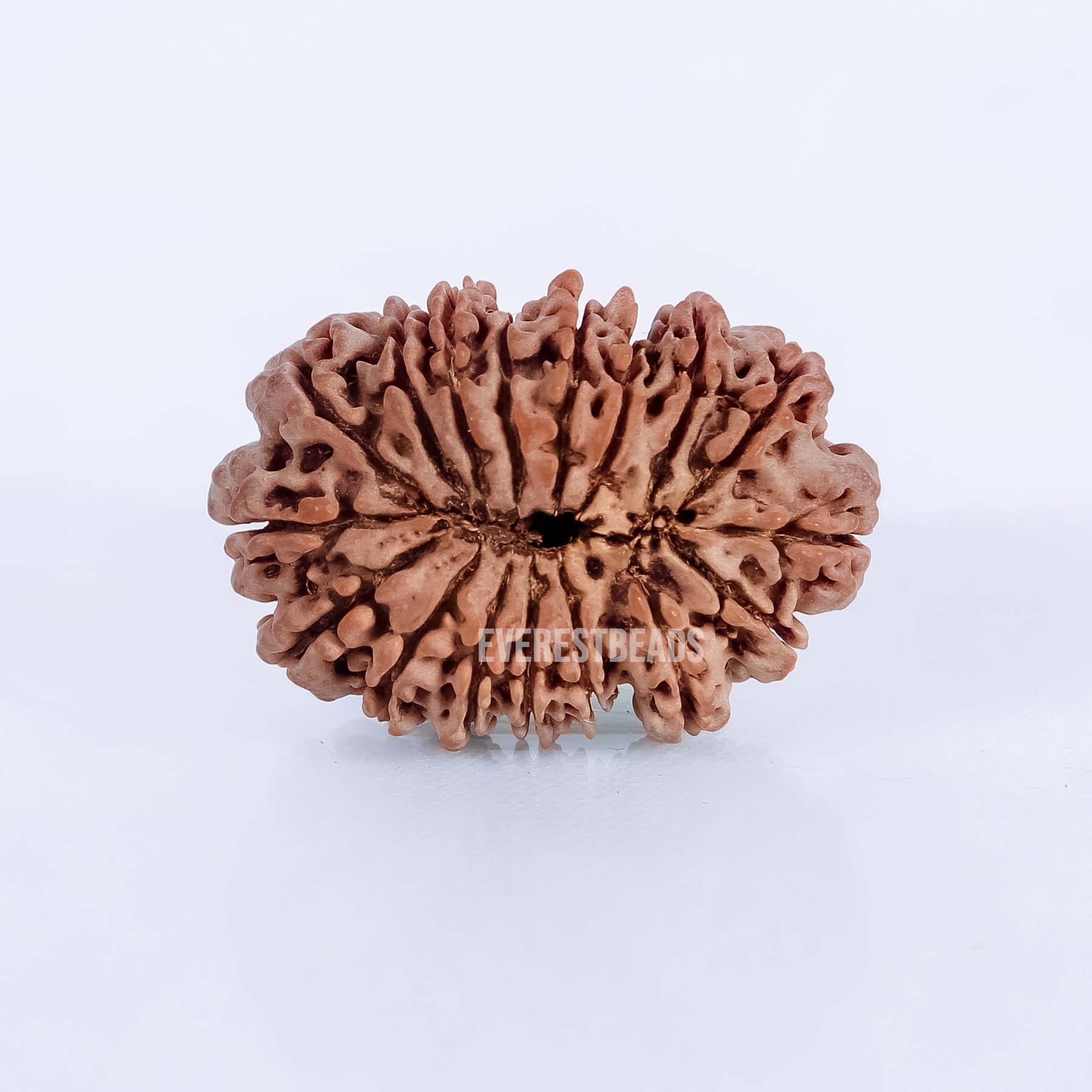 Seventeen Mukhi Rudraksha