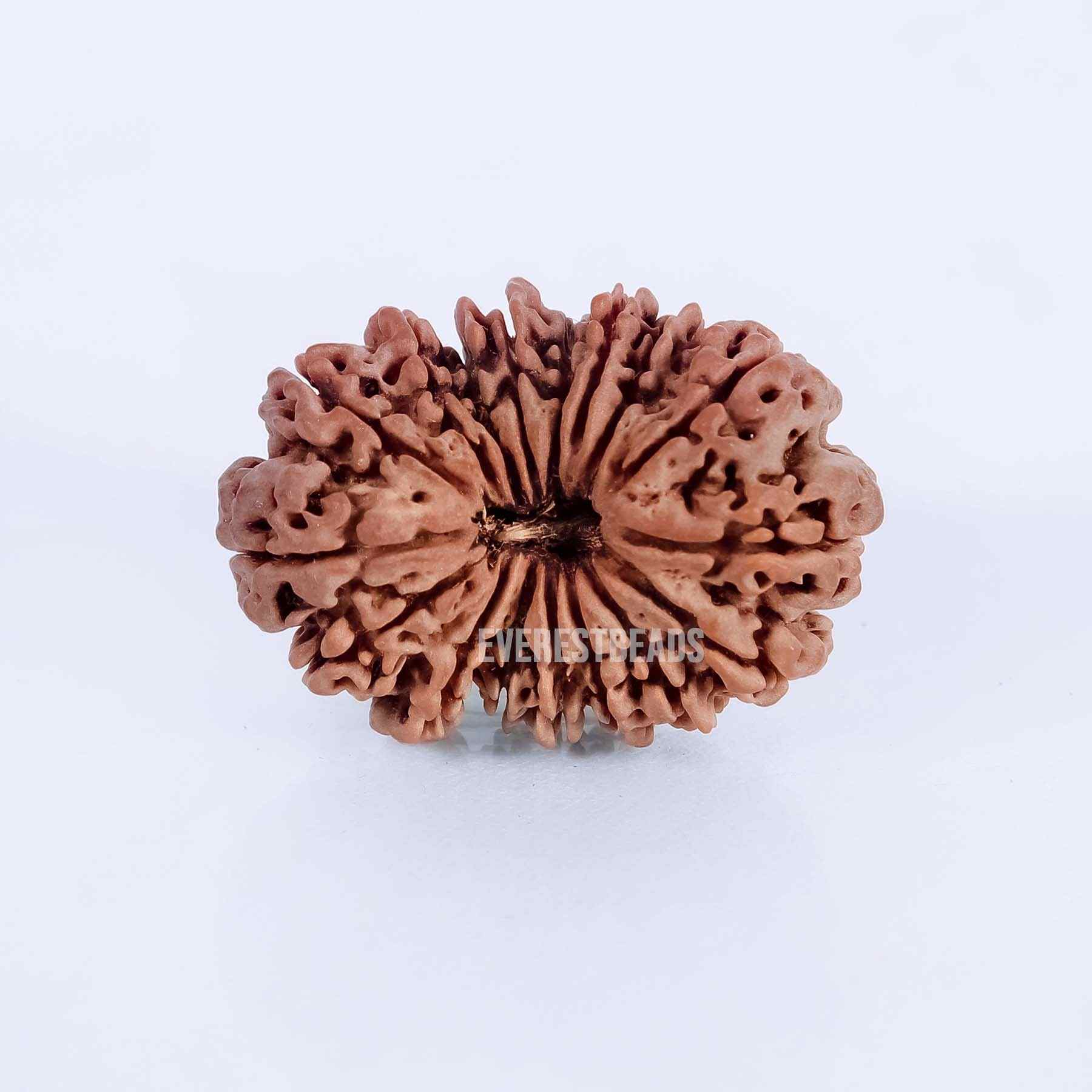 Seventeen Mukhi Rudraksha Everest Beads