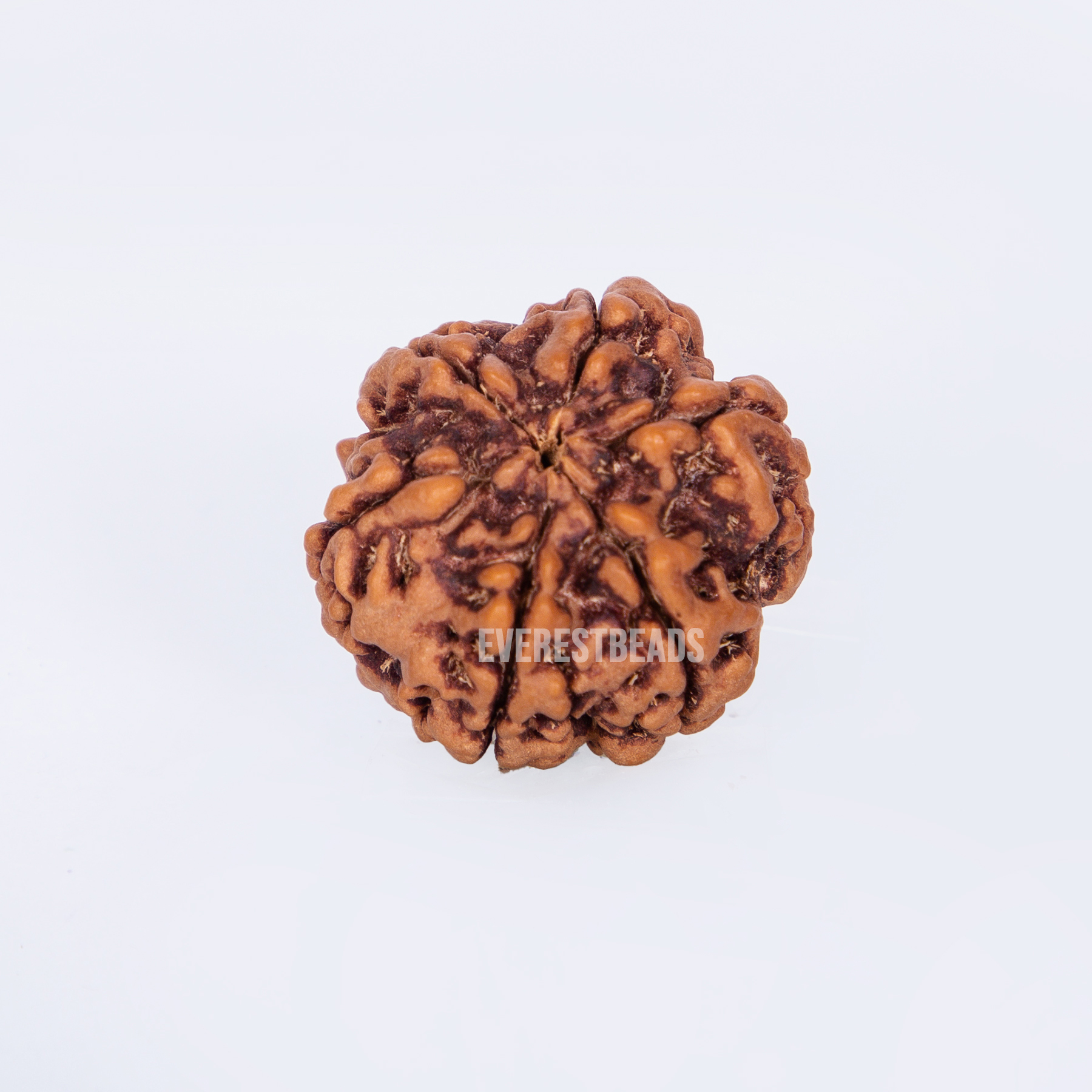 Six Mukhi Rudraksha