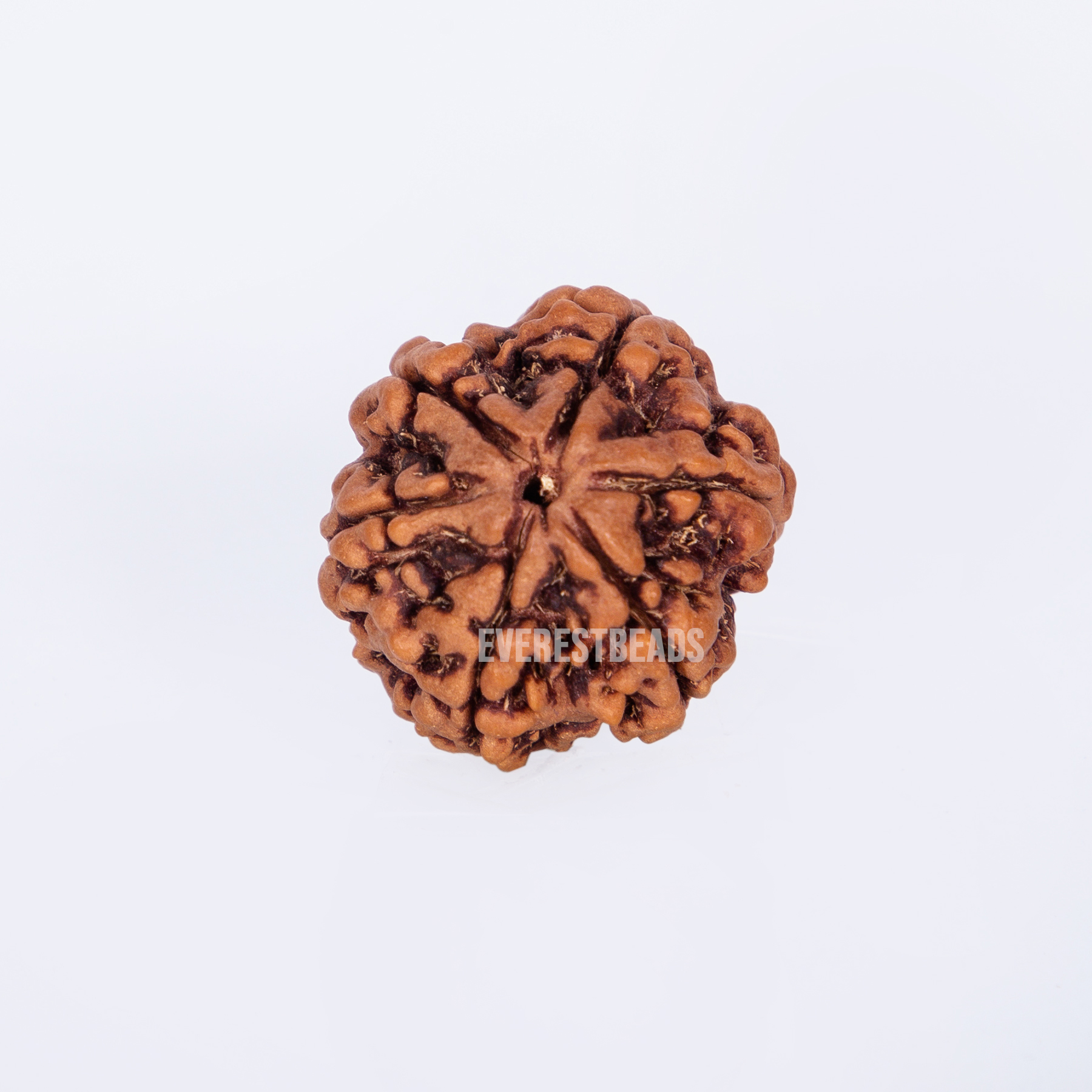 Six Mukhi Rudraksha Everest Beads