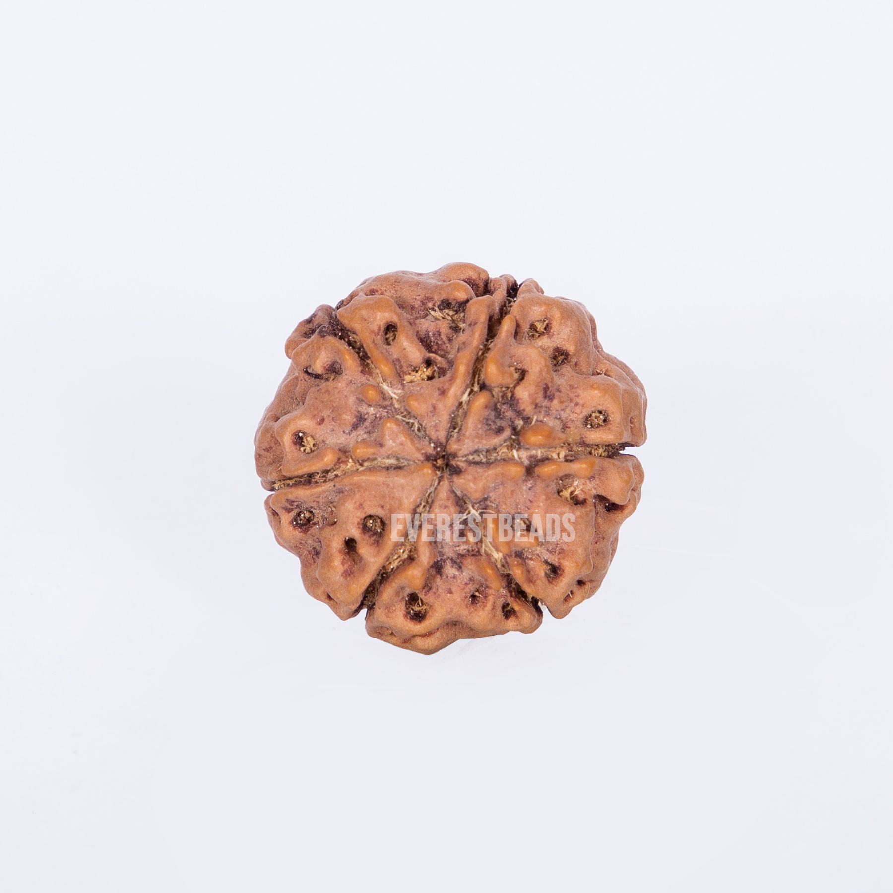 Six Mukhi Rudraksha