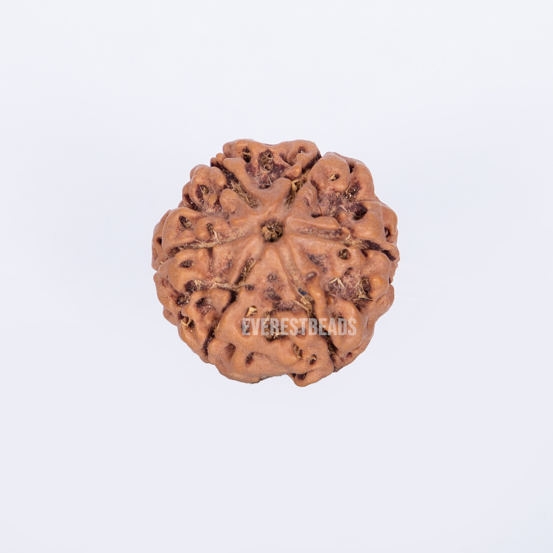 Six Mukhi Rudraksha Everest Beads