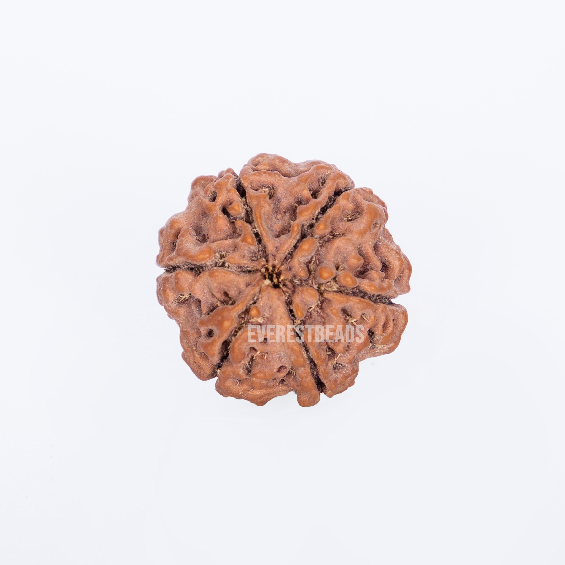 Six Mukhi Rudraksha