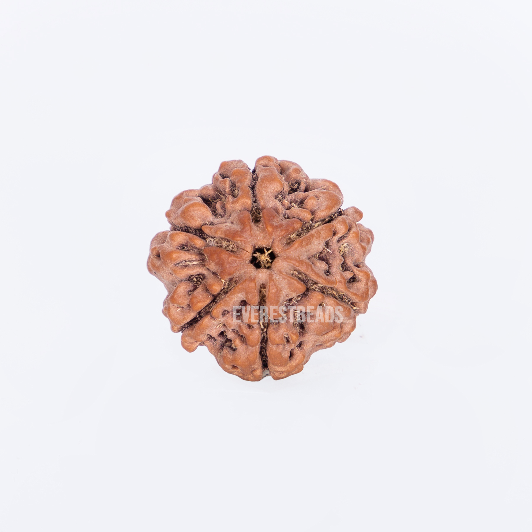 Six Mukhi Rudraksha Everest Beads