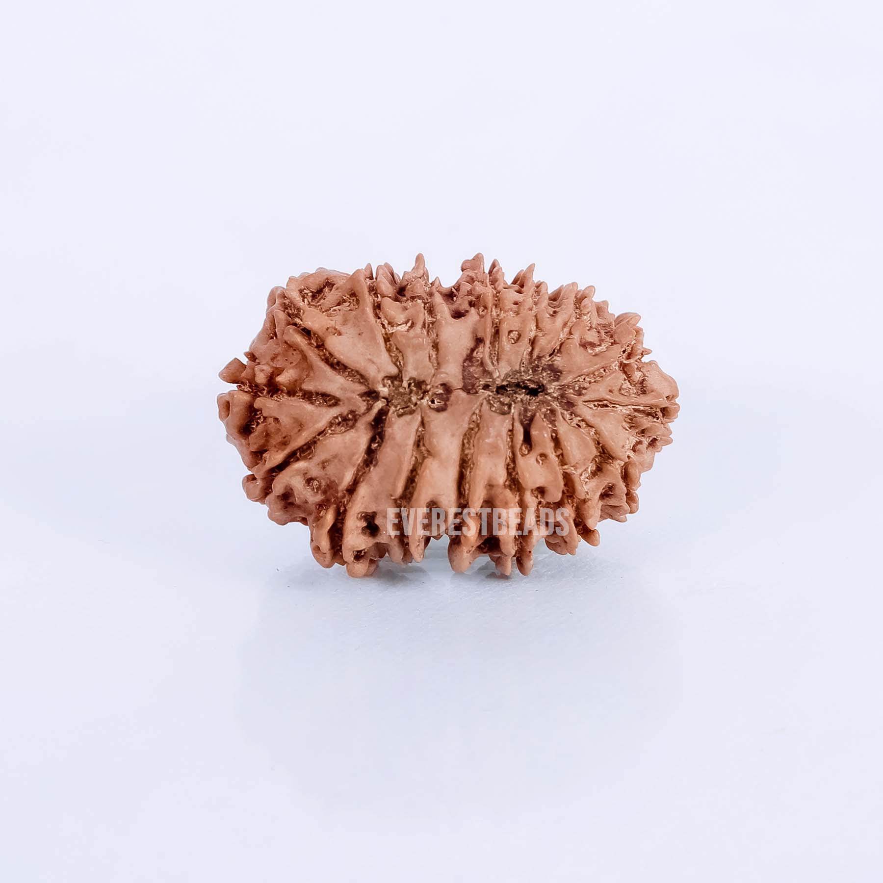 Sixteen Mukhi Rudraksha