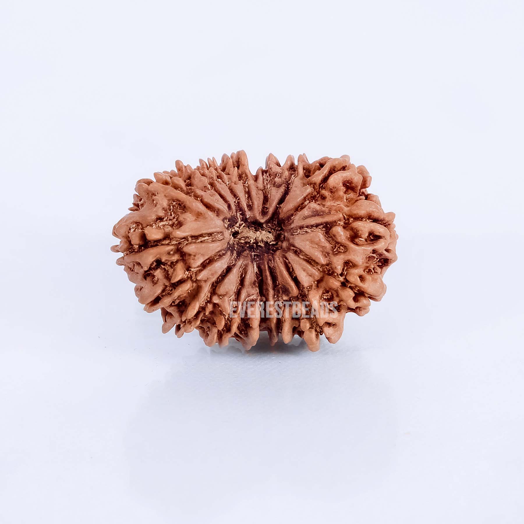 Sixteen Mukhi Rudraksha Everest Beads