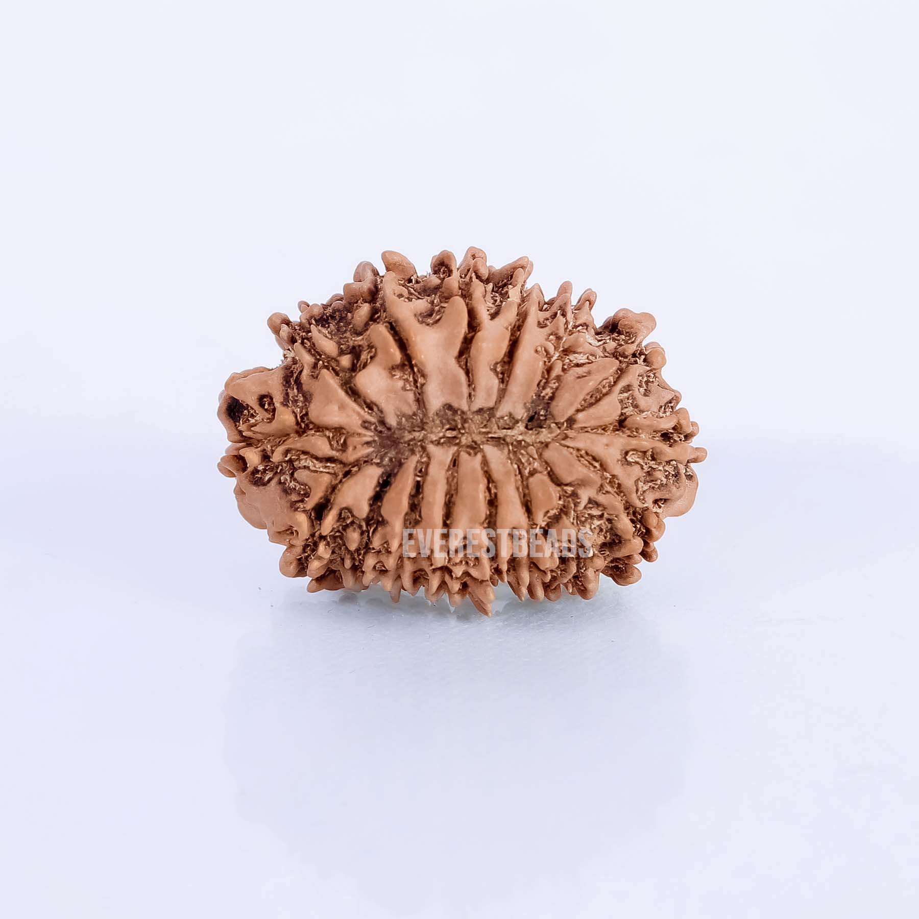 Sixteen Mukhi Rudraksha