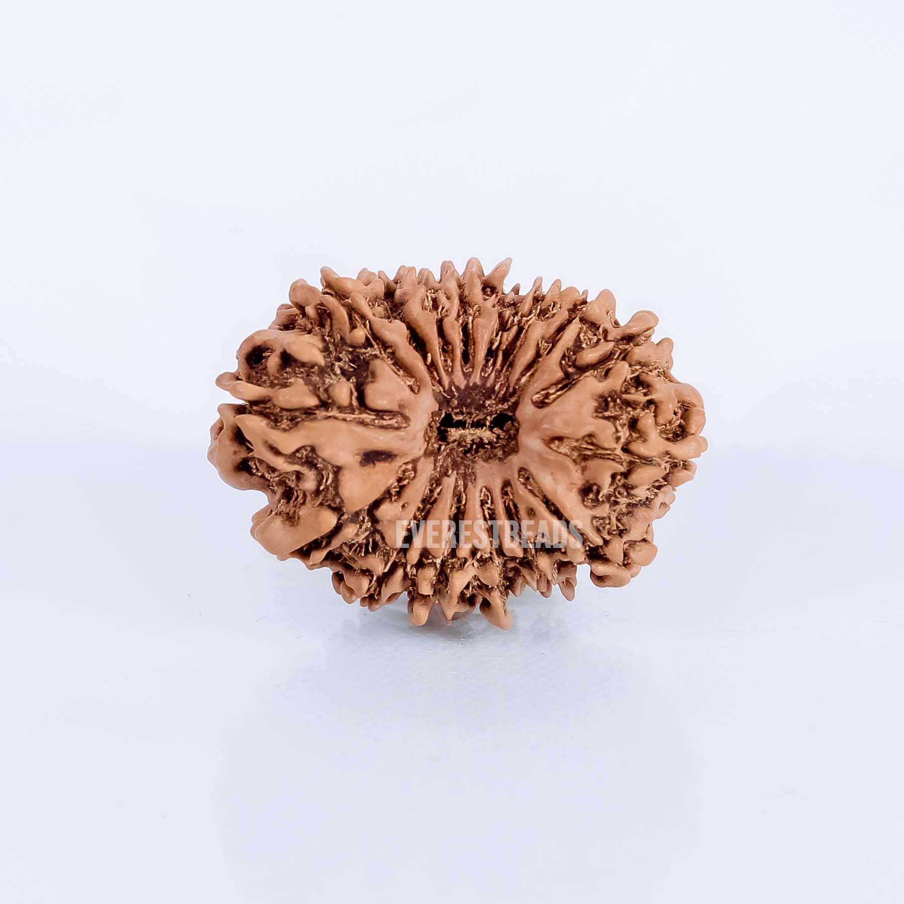 Sixteen Mukhi Rudraksha Everest Beads