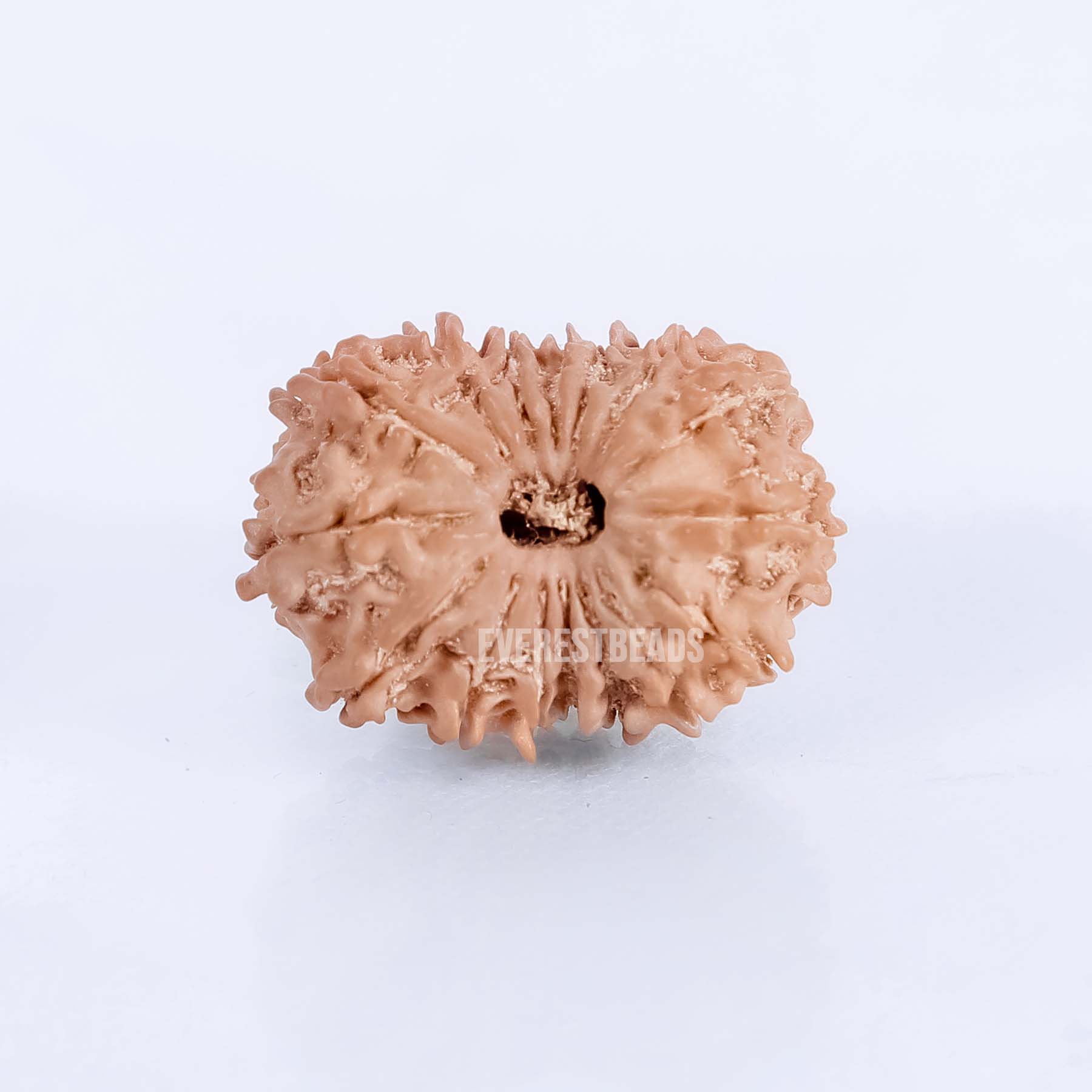 Sixteen Mukhi Rudraksha