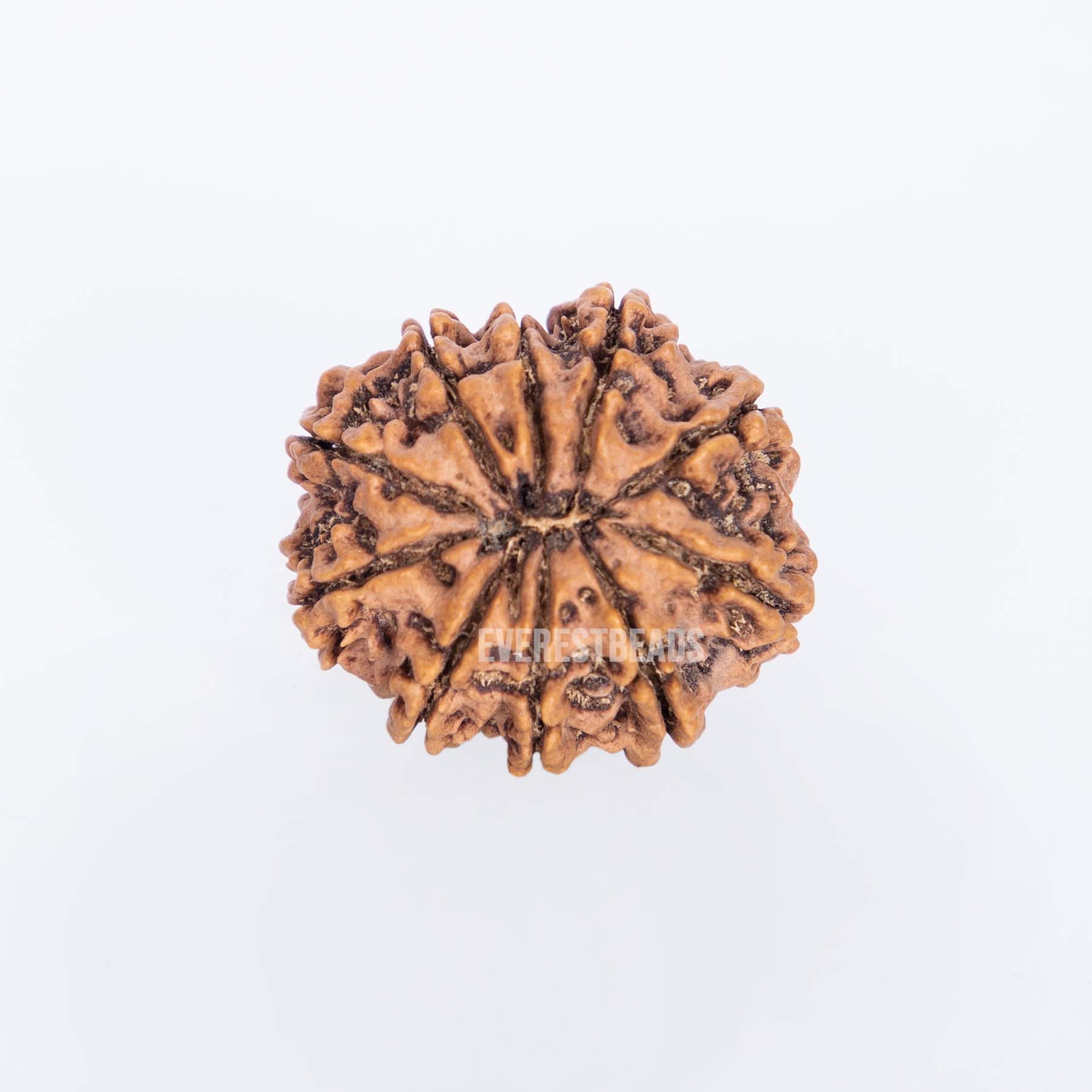 Ten Mukhi Rudraksha