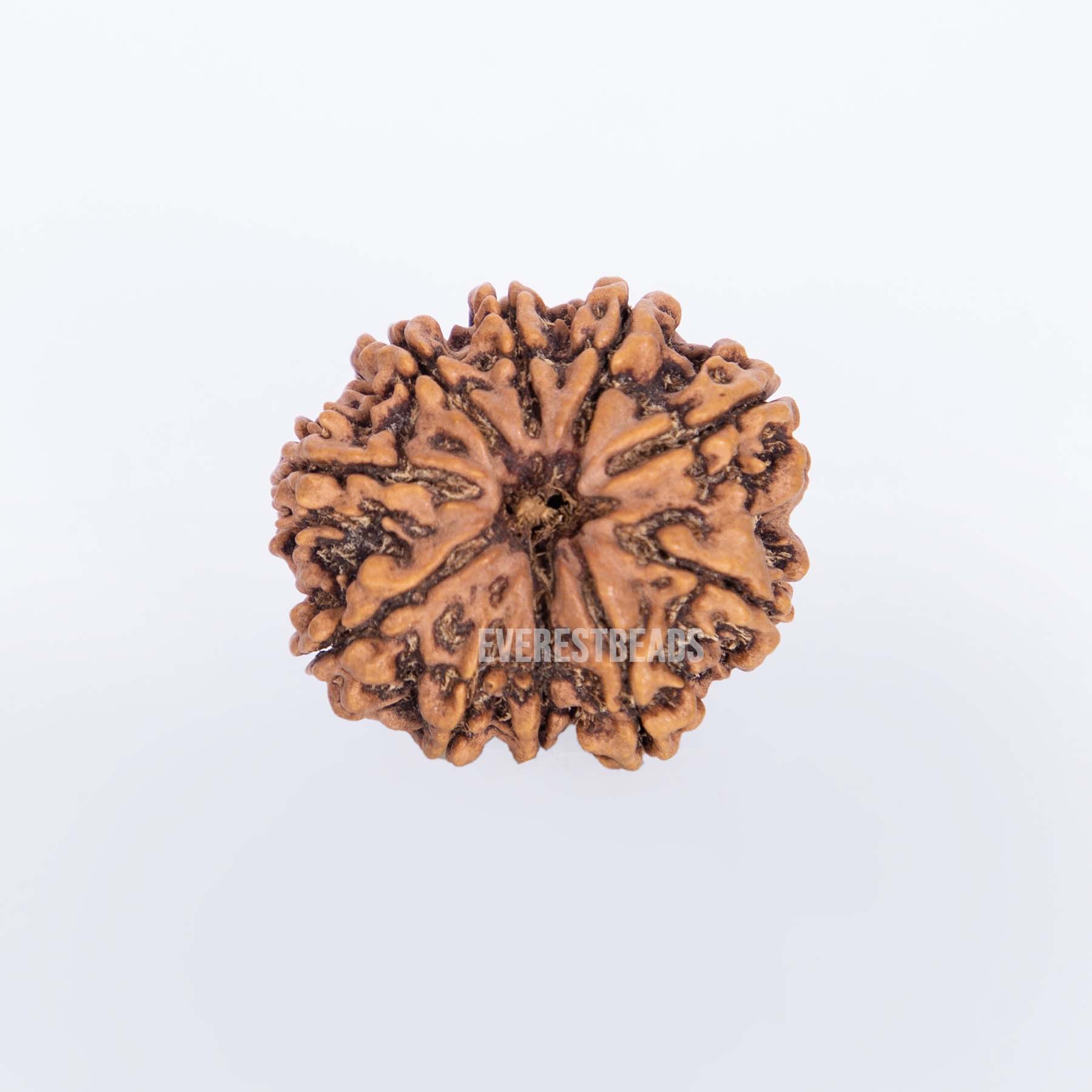 Ten Mukhi Rudraksha Everest Beads