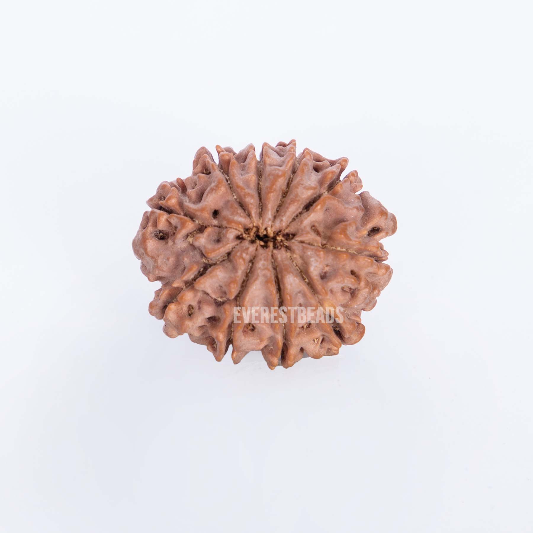 Ten Mukhi Rudraksha