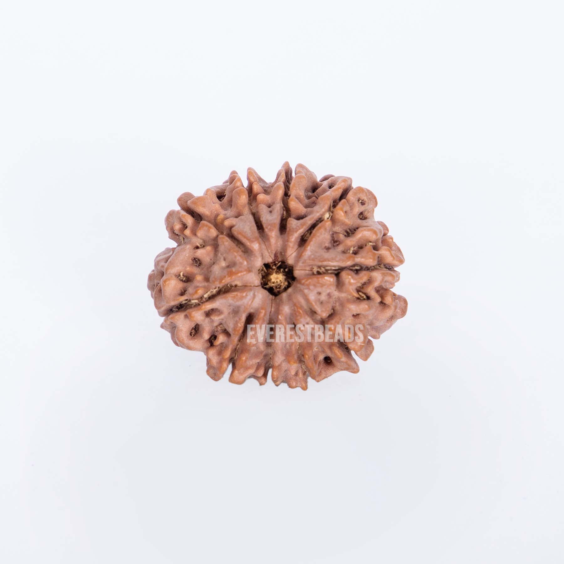 Ten Mukhi Rudraksha Everest Beads