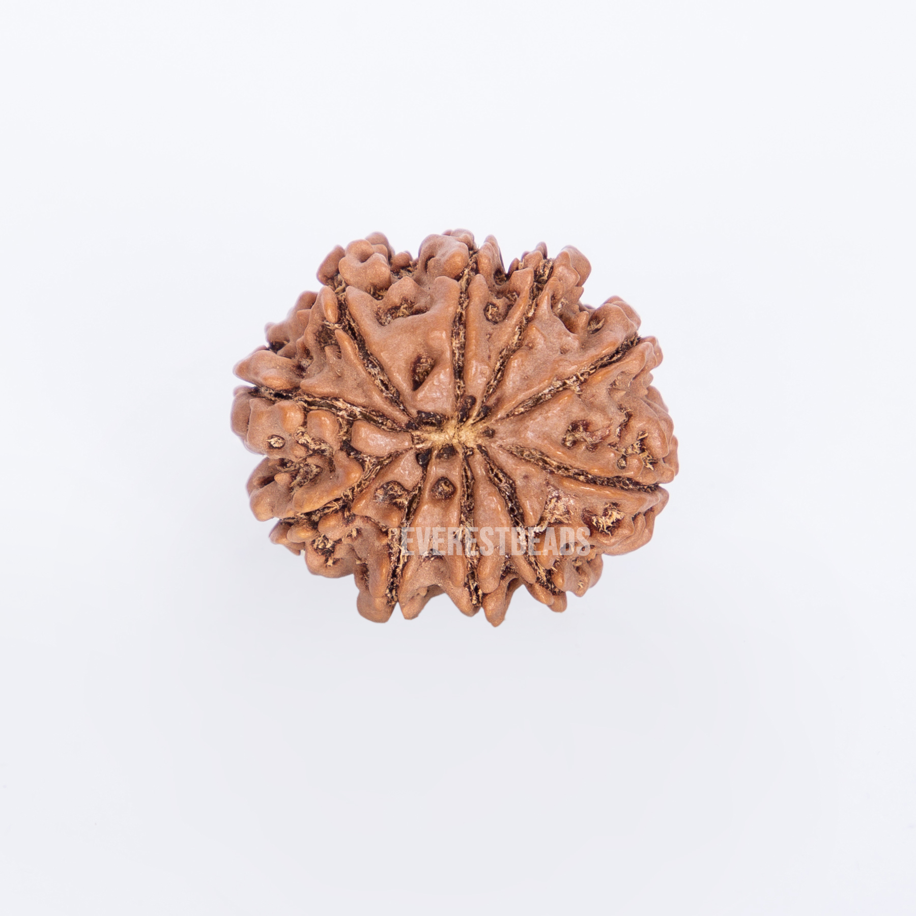 Ten Mukhi Rudraksha