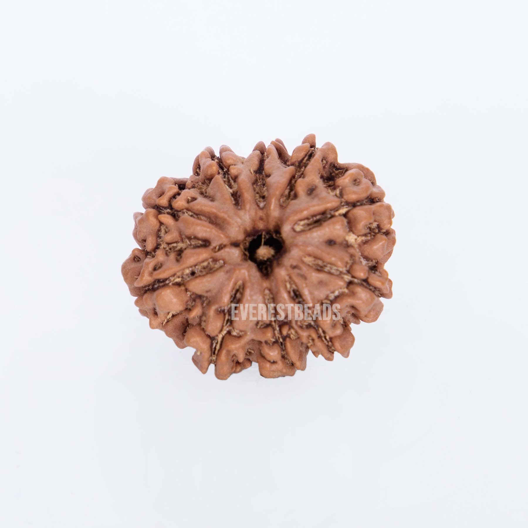 Ten Mukhi Rudraksha Everest Beads