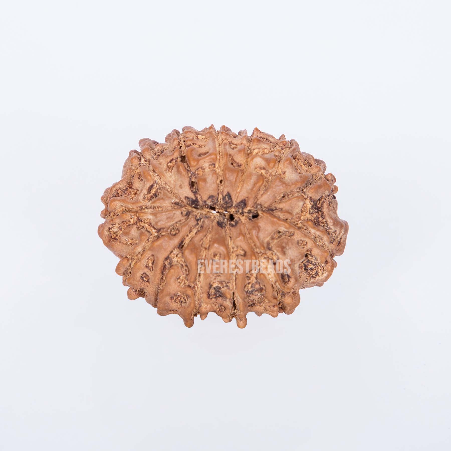 Thirteen Mukhi Rudraksha