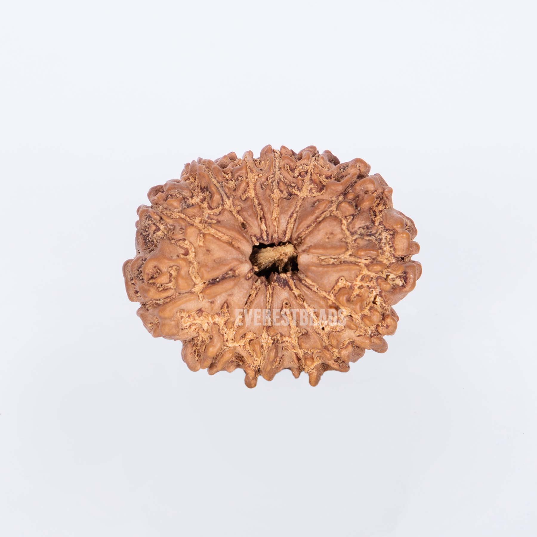 Thirteen Mukhi Rudraksha Everest Beads