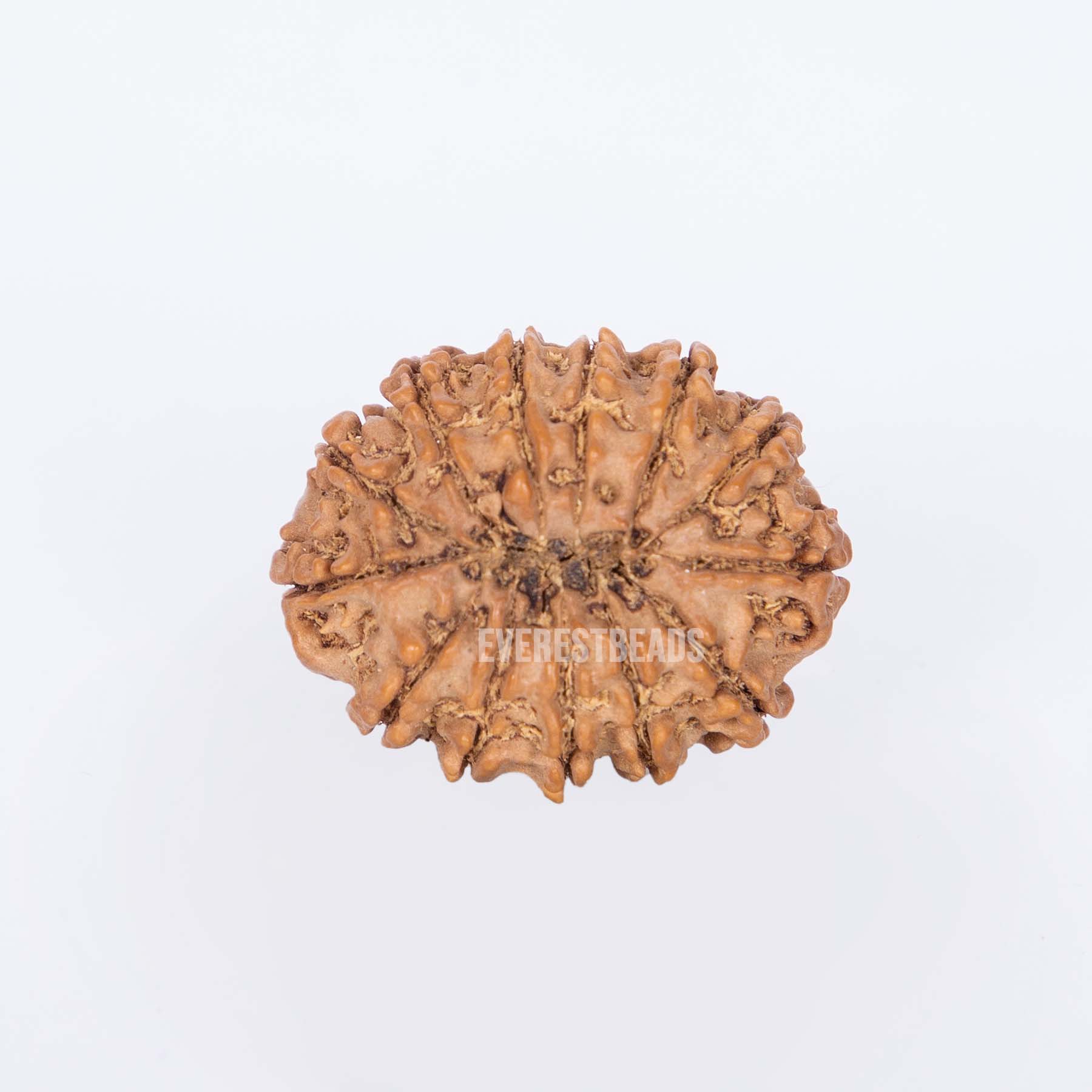 Thirteen Mukhi Rudraksha