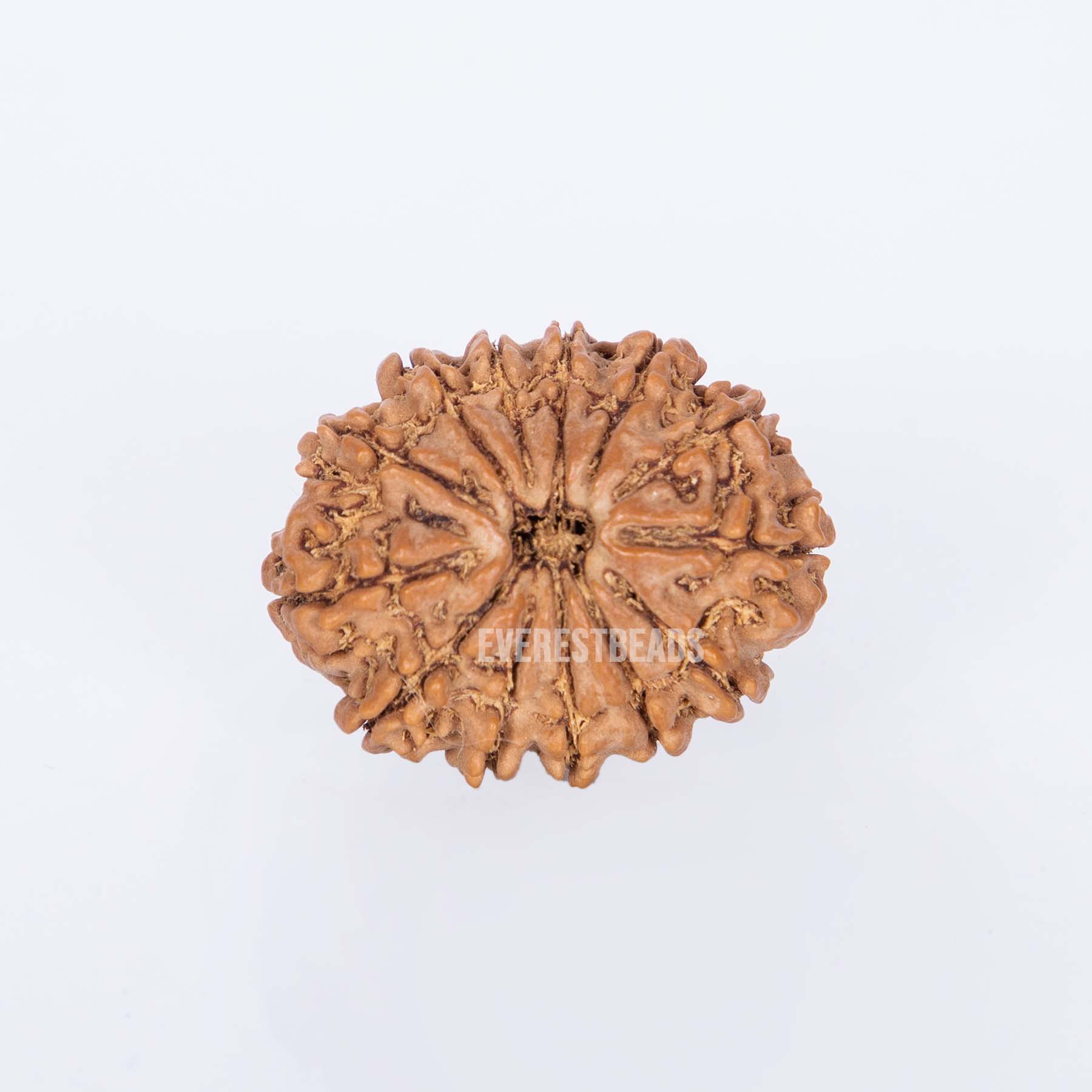 Thirteen Mukhi Rudraksha Everest Beads