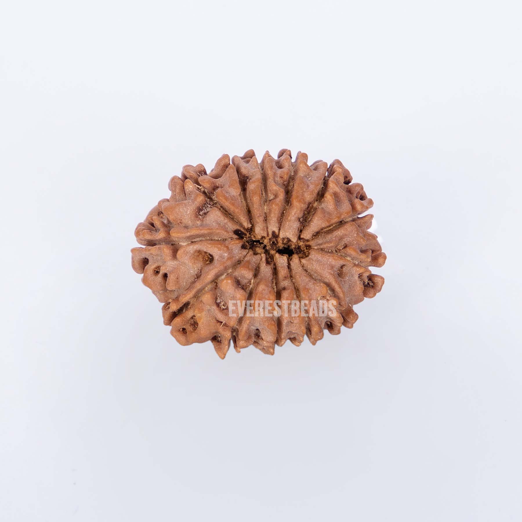 Thirteen Mukhi Rudraksha