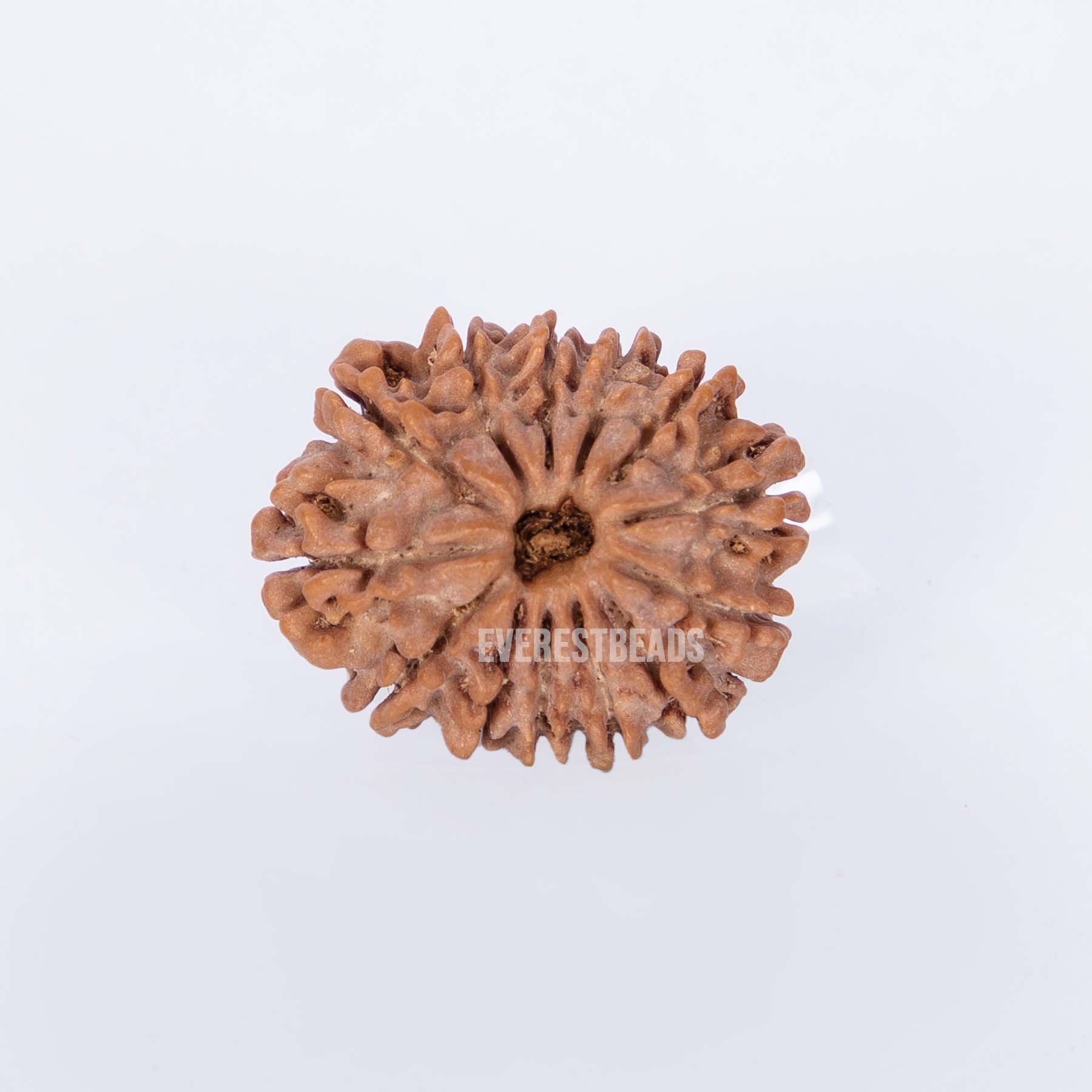 Thirteen Mukhi Rudraksha Everest Beads