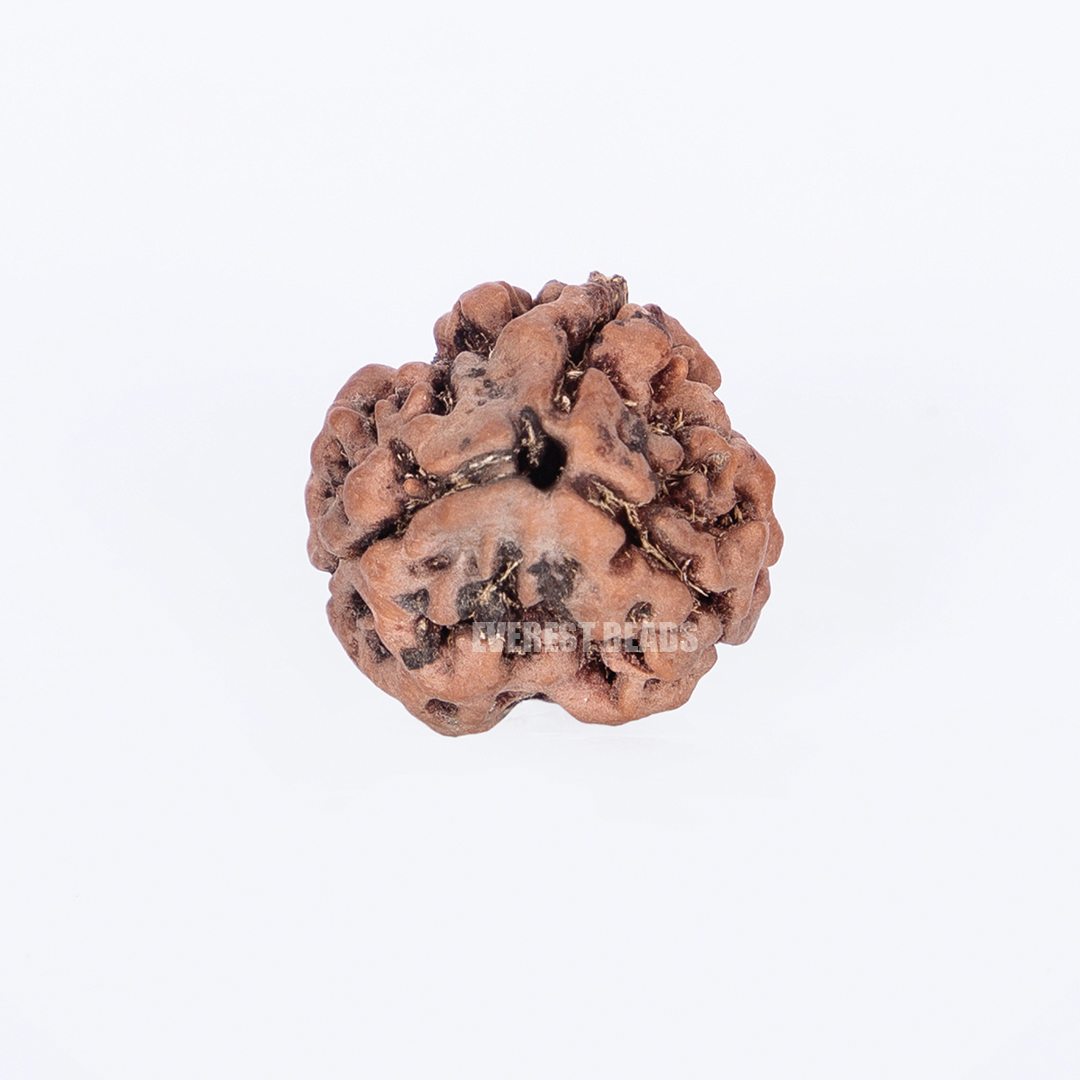 Three Mukhi Rudraksha Everest Beads