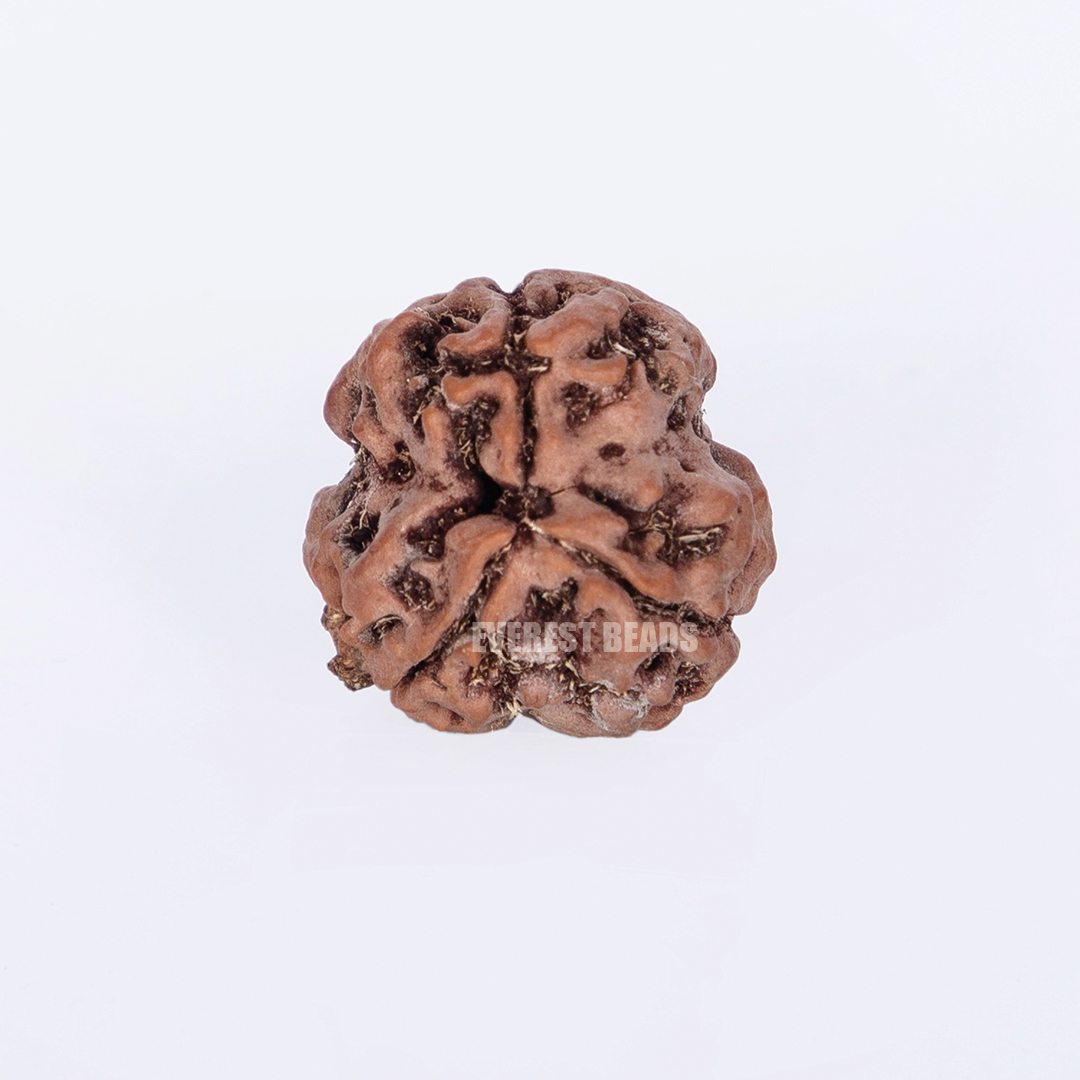 Three Mukhi Rudraksha