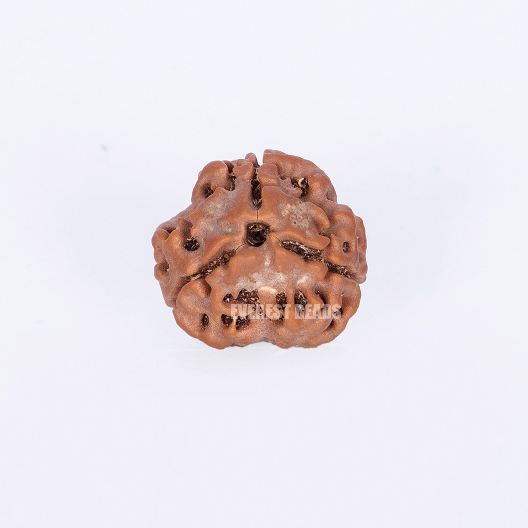 Three Mukhi Rudraksha Everest Beads