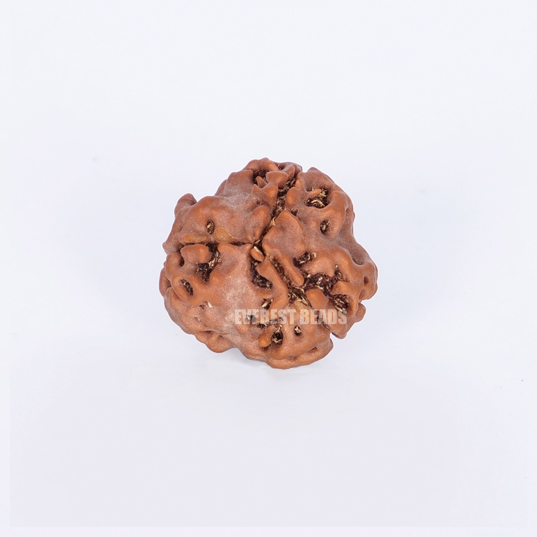 Three Mukhi Rudraksha