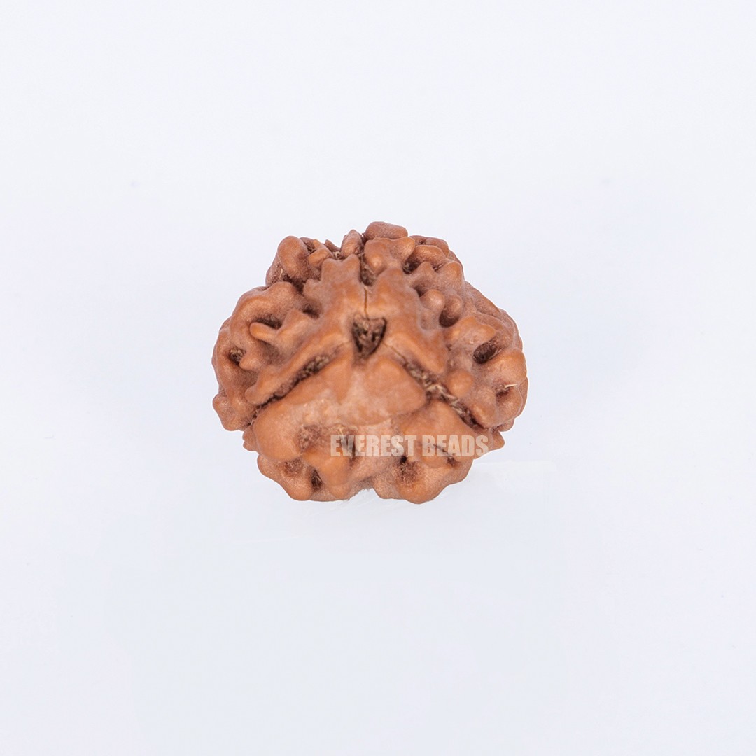 Three Mukhi Rudraksha Everest Beads