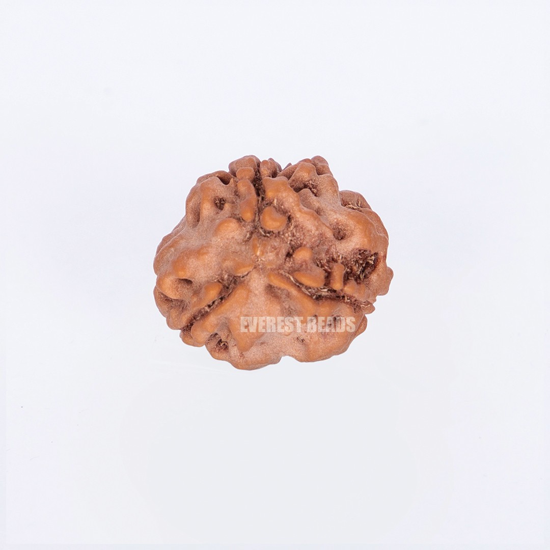 Three Mukhi Rudraksha