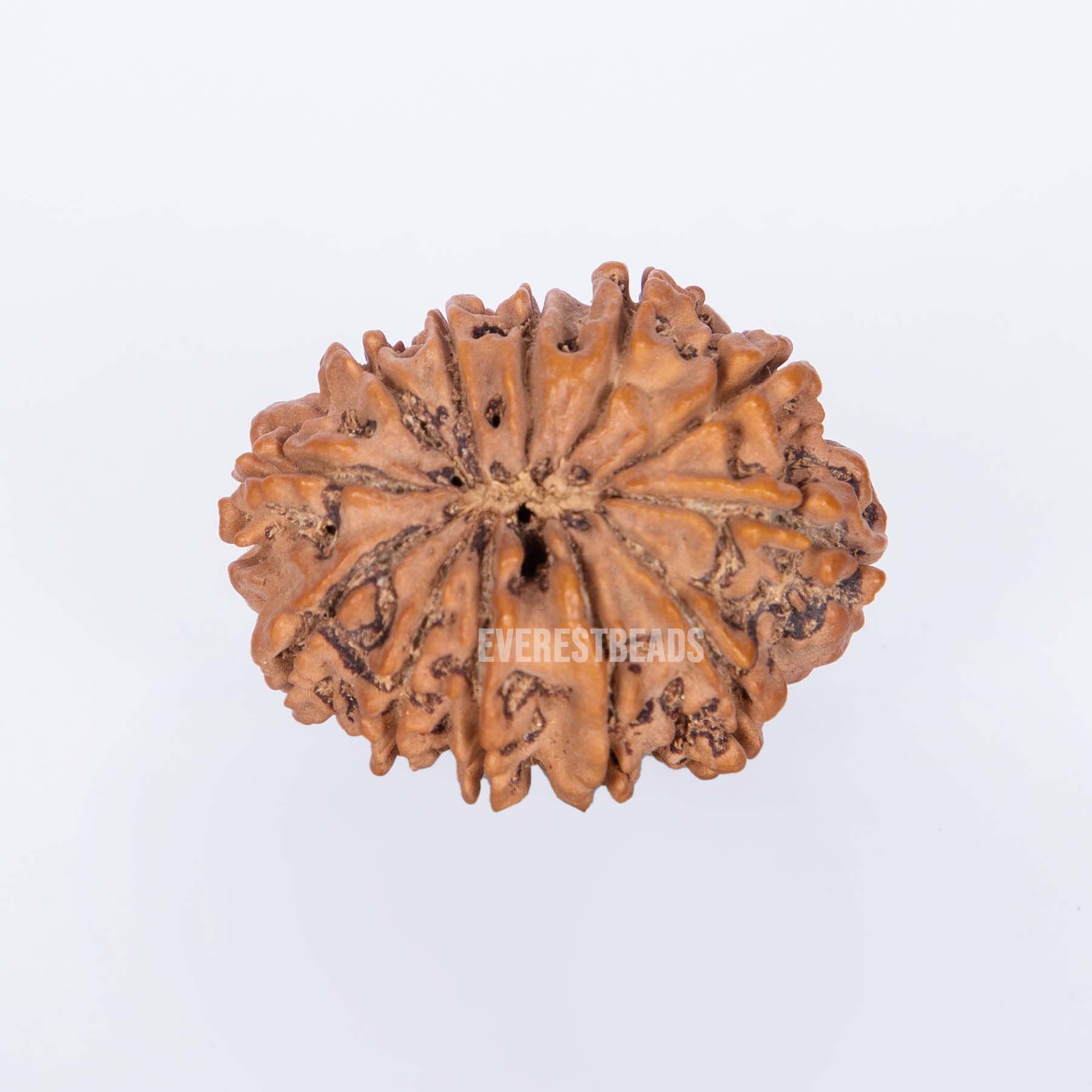 12 mukhi Rudraksha