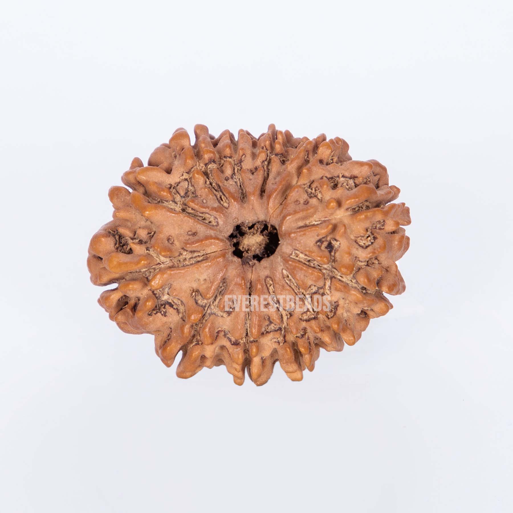 Twelve Mukhi Rudraksha Everest Beads