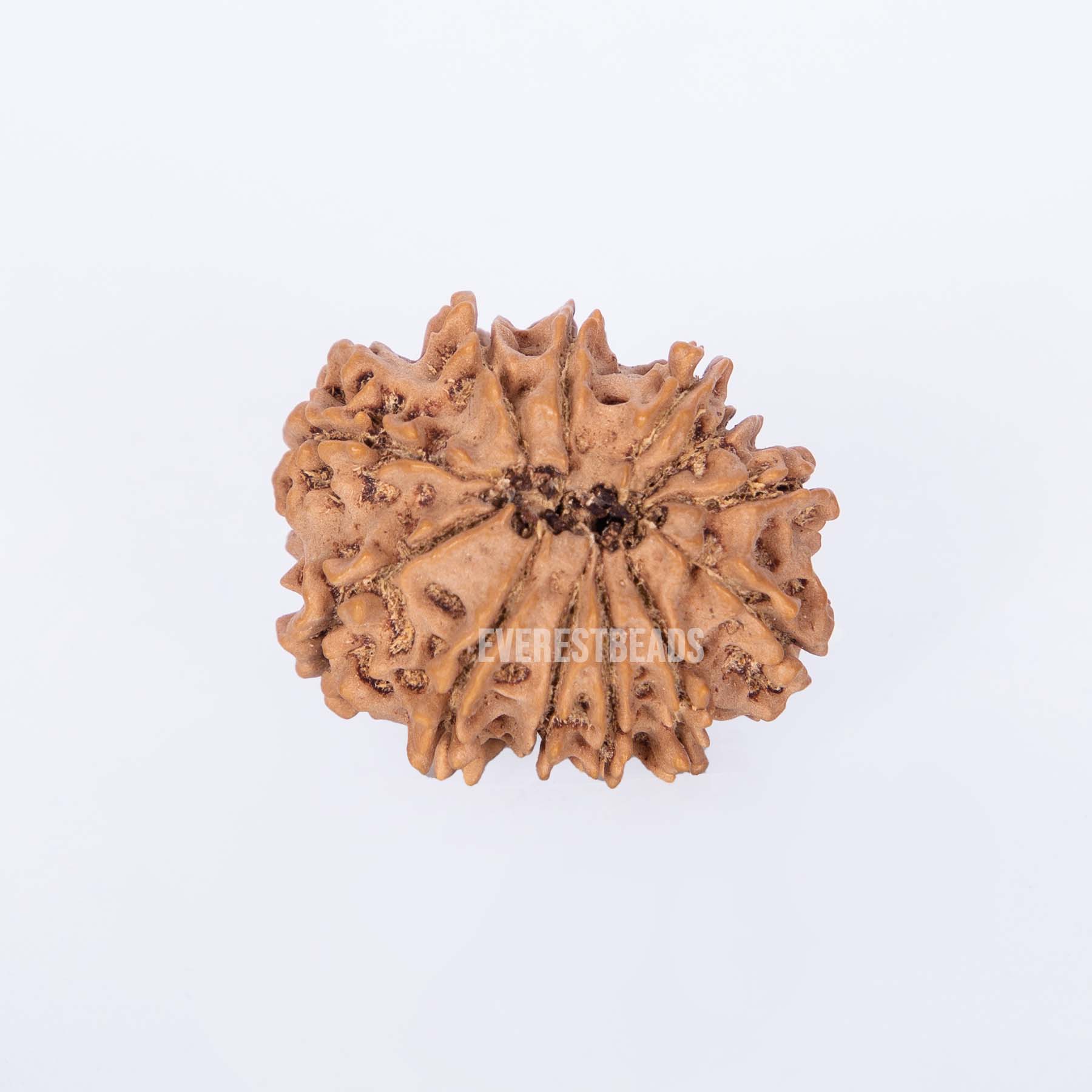 Twelve Mukhi Rudraksha