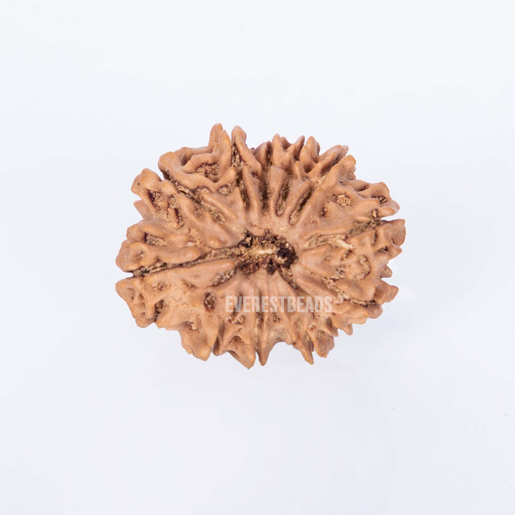 Twelve Mukhi Rudraksha Everest Beads