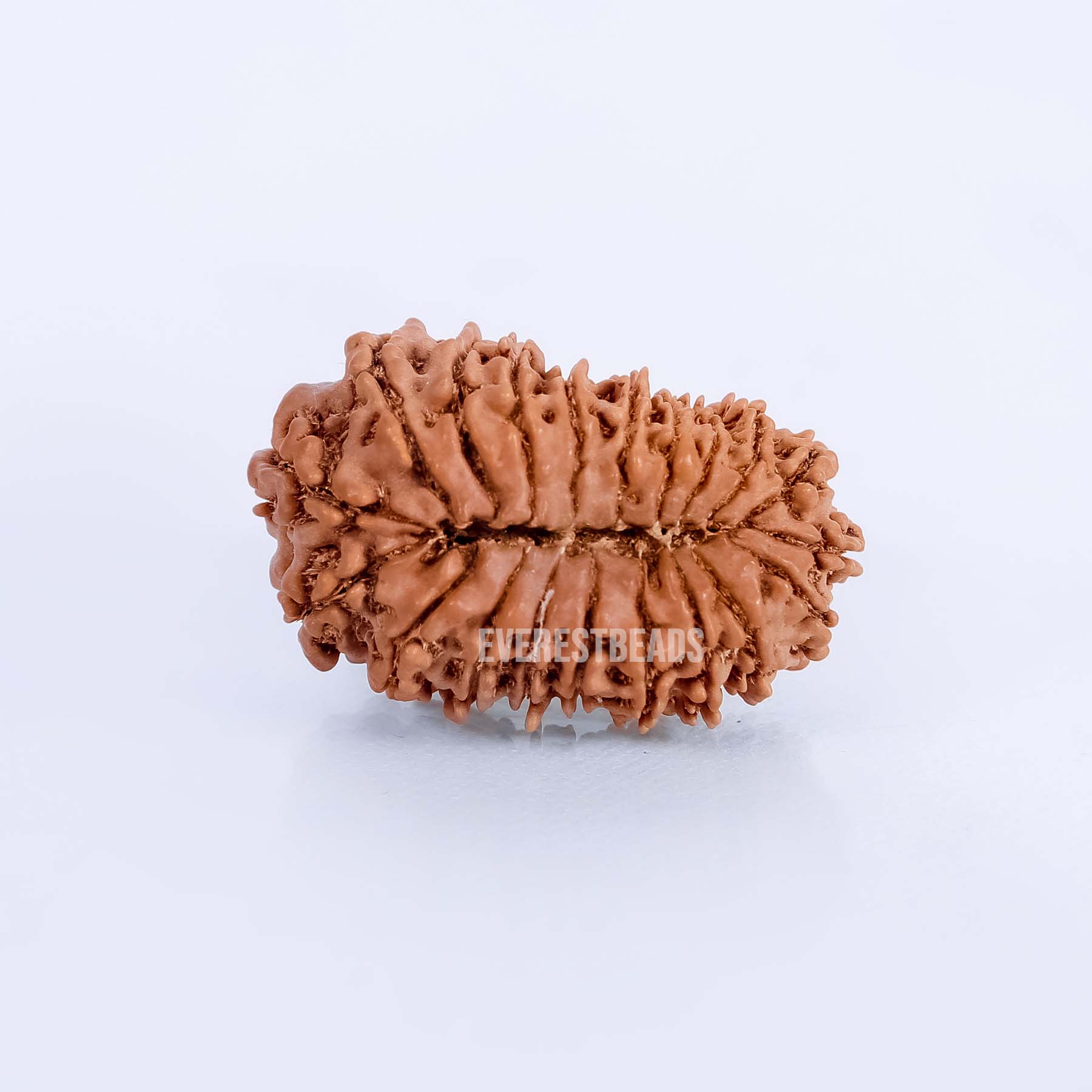 Twenty Mukhi Rudraksha