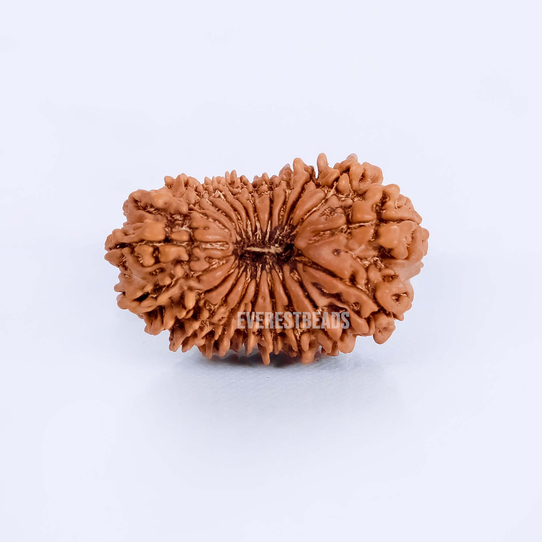 Twenty Mukhi Rudraksha Everest Beads