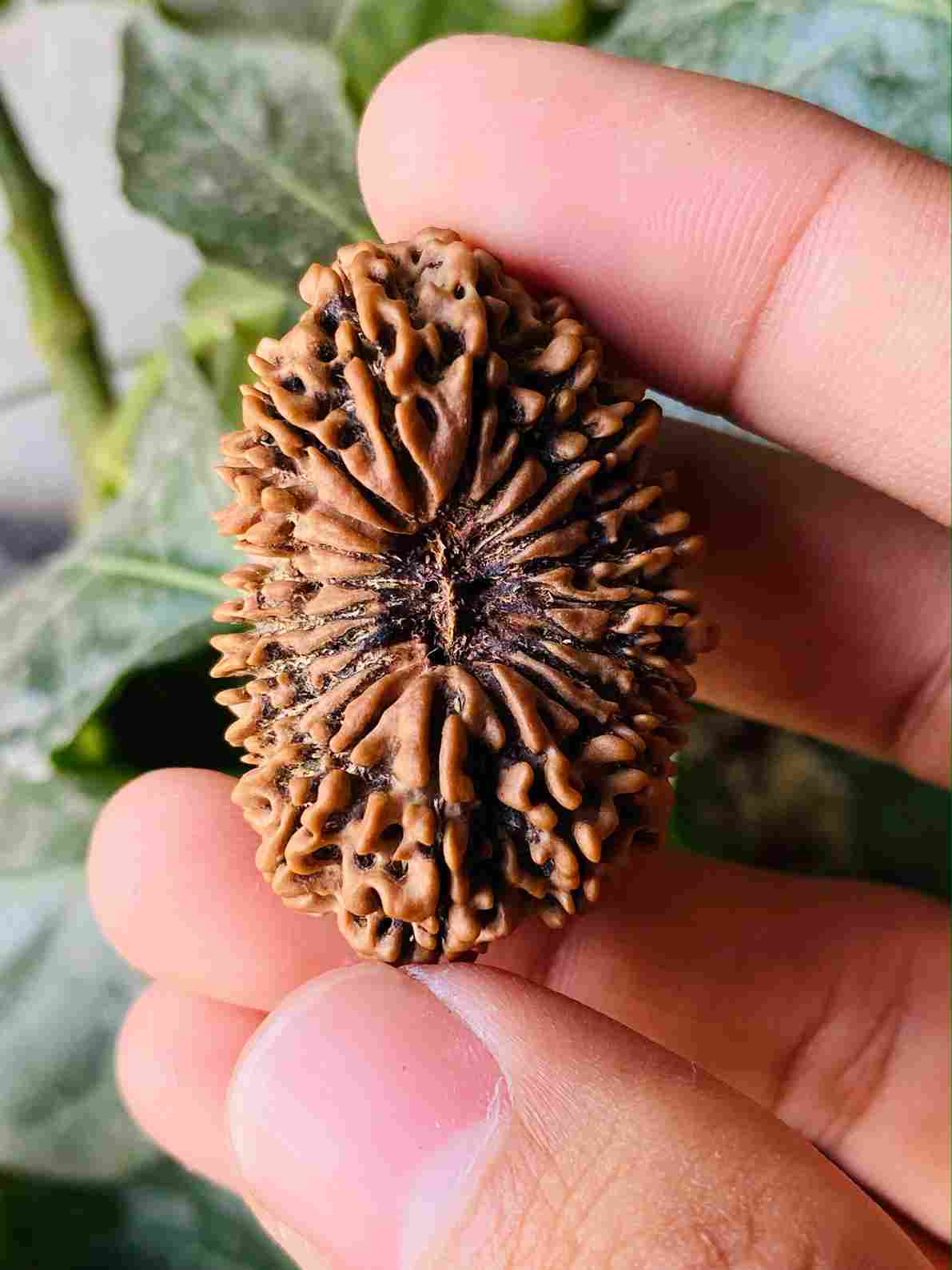 Twenty one Mukhi Rudraksha