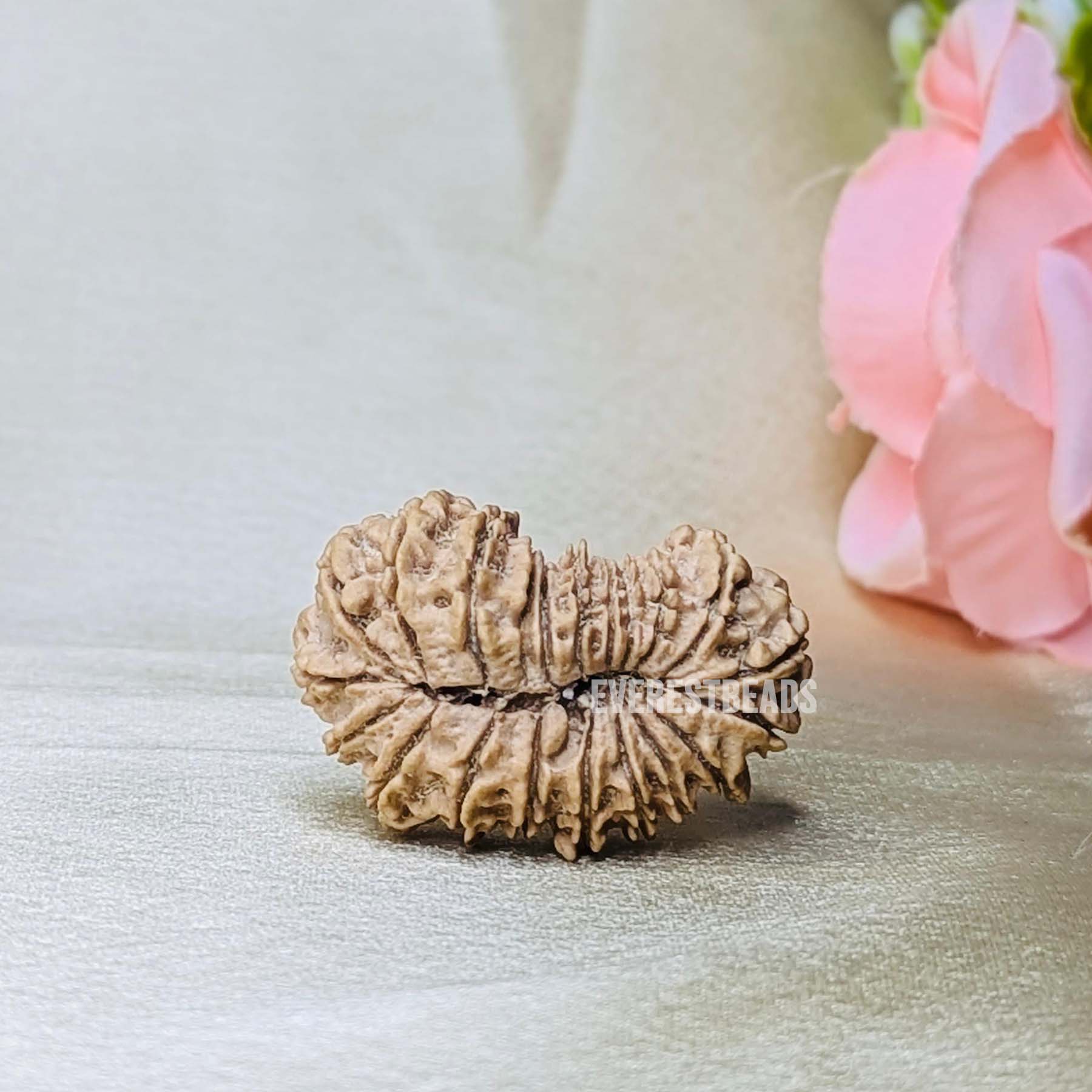 21 Mukhi Rudraksha