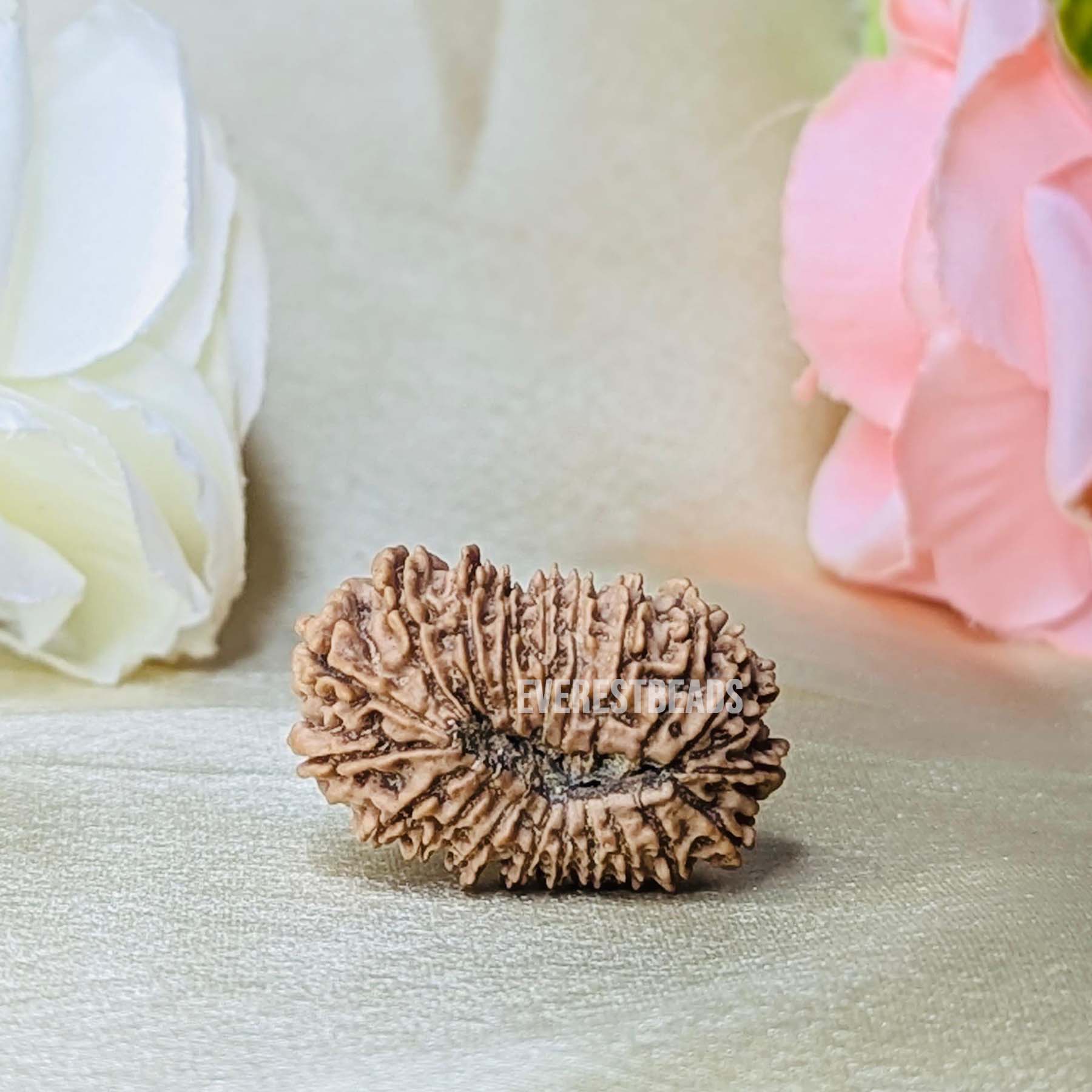 21 Mukhi Rudraksha