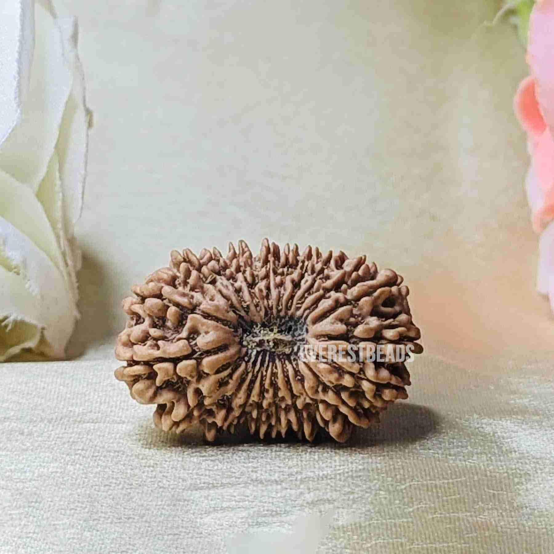 Twenty One Mukhi Rudraksha Everest Beads