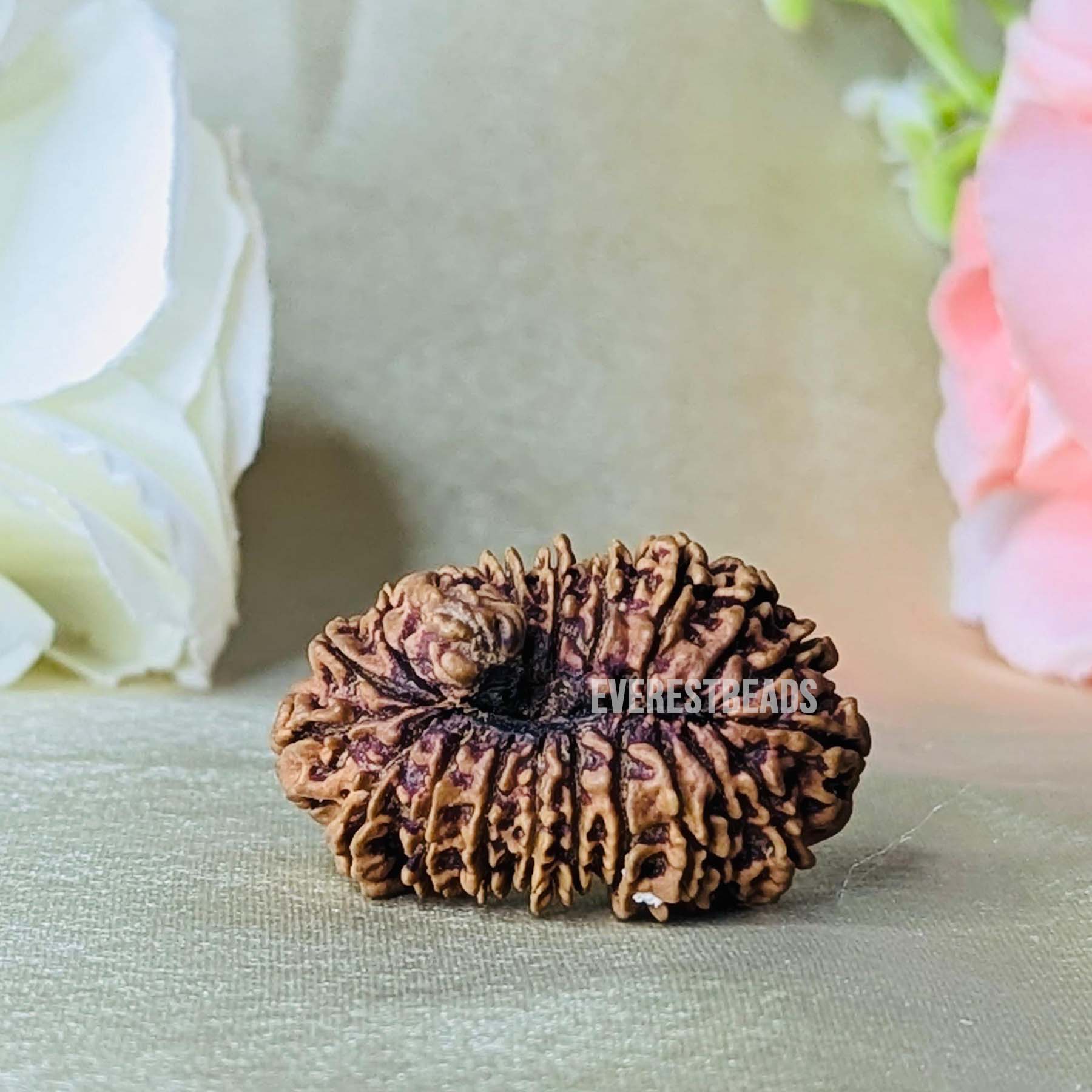 21 Mukhi Rudraksha