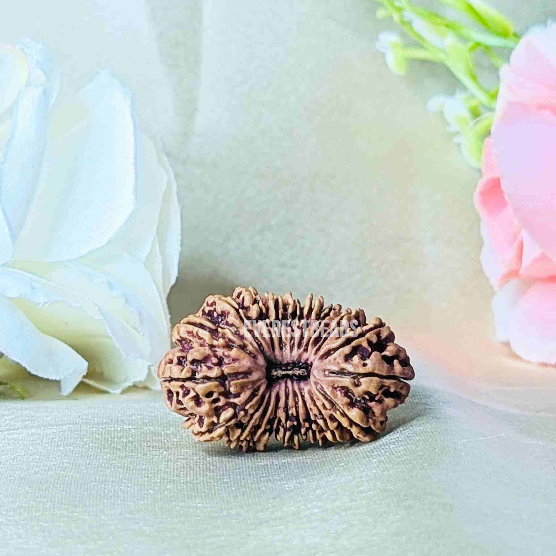 Twenty One Mukhi Rudraksha Everest Beads