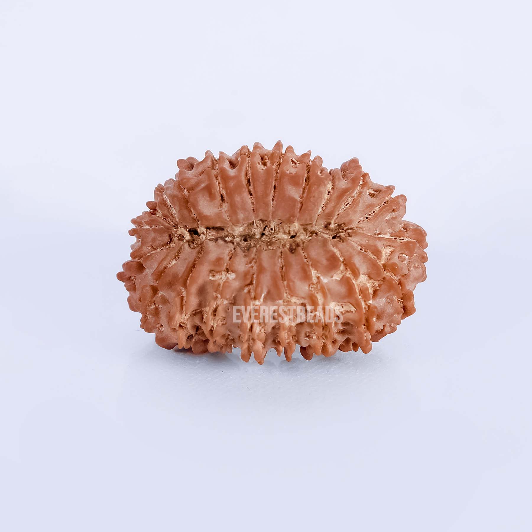 21 Mukhi Rudraksha