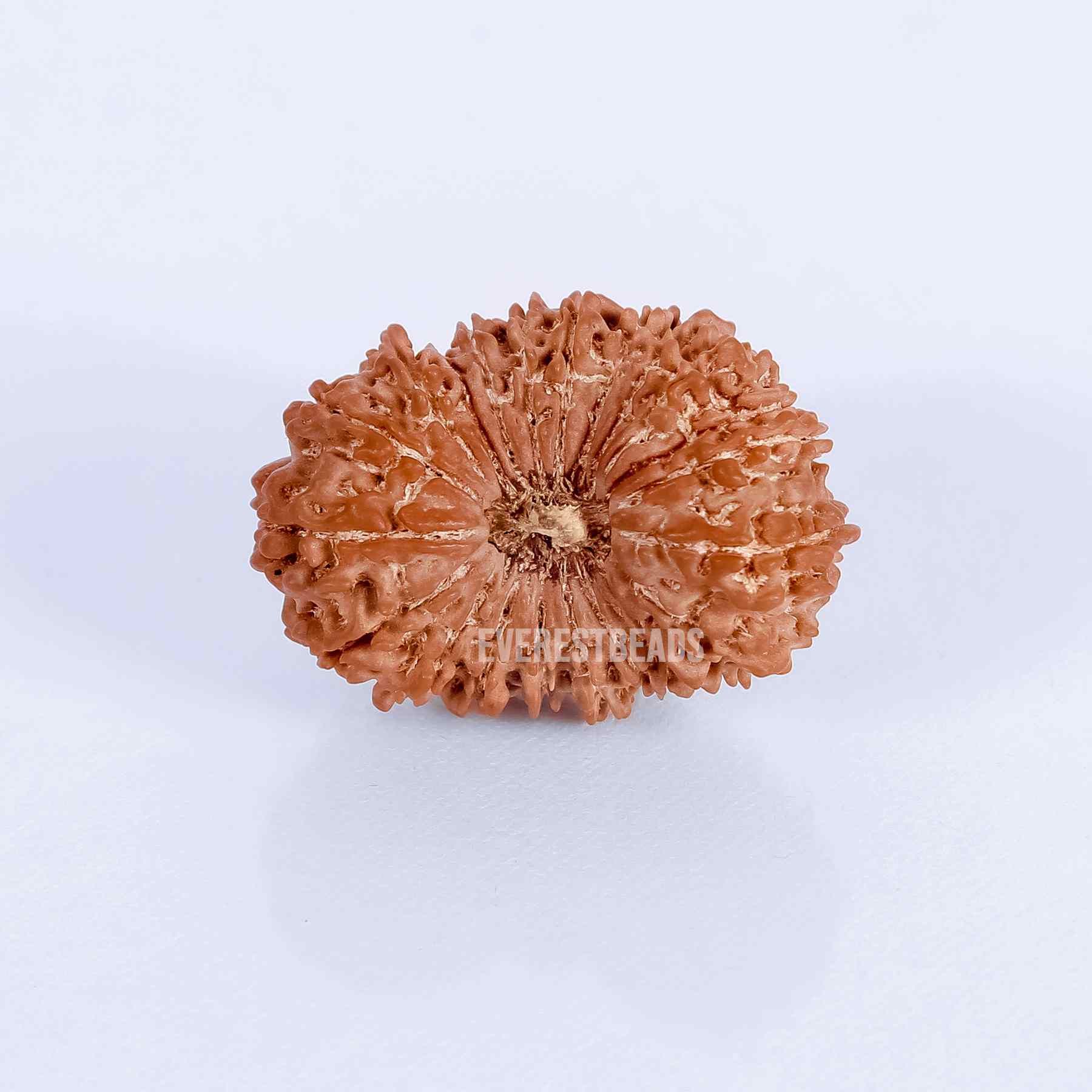 Twenty One Mukhi Rudraksha Everest Beads