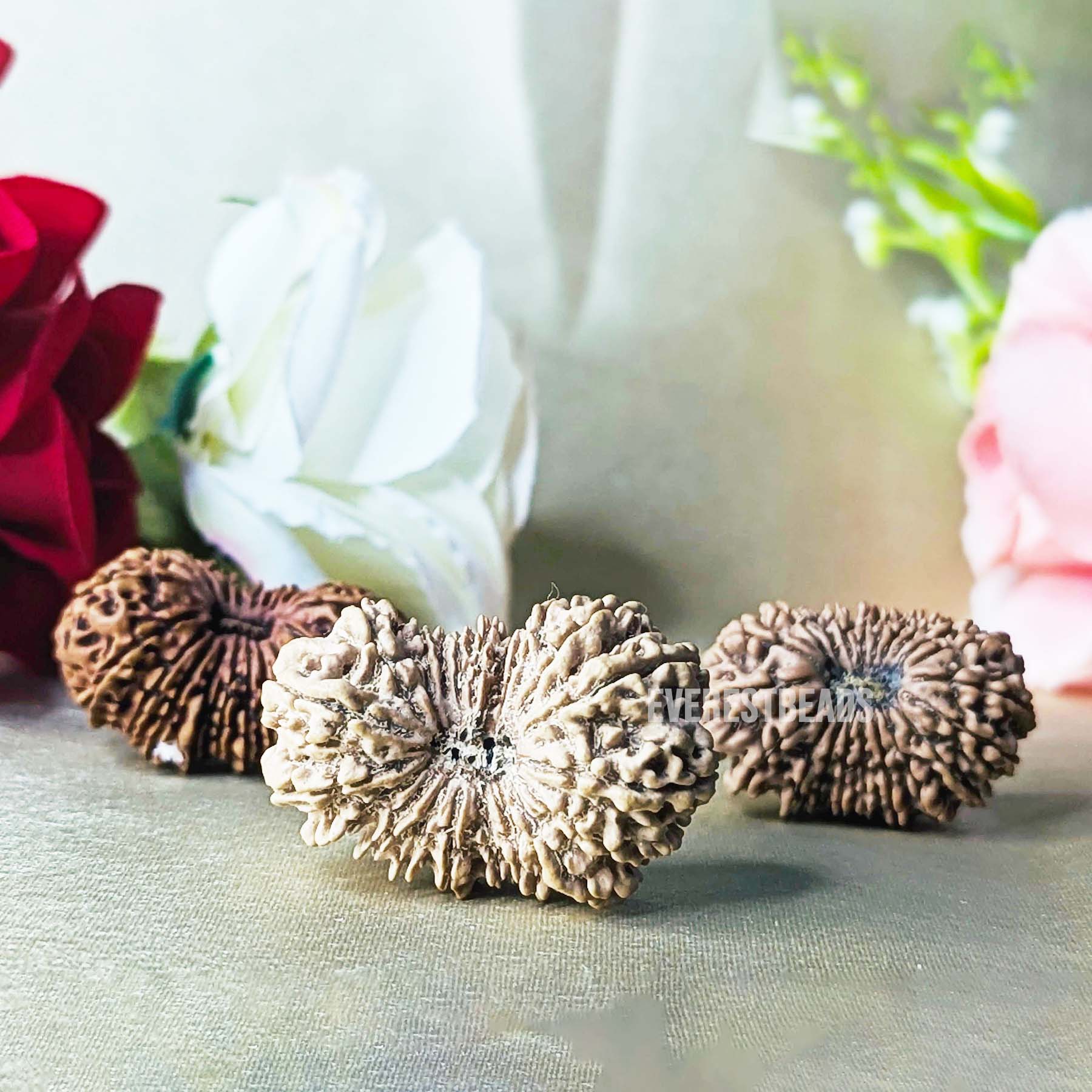 21 Mukhi Rudraksha Collector