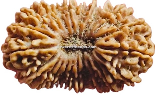 Twenty two Mukhi Rudraksha Everest Beads