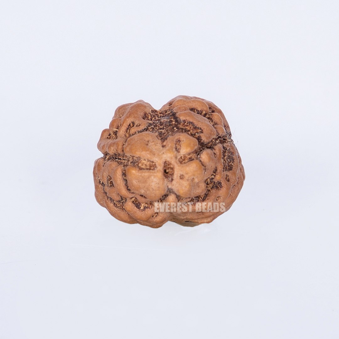 Two Mukhi Rudraksha