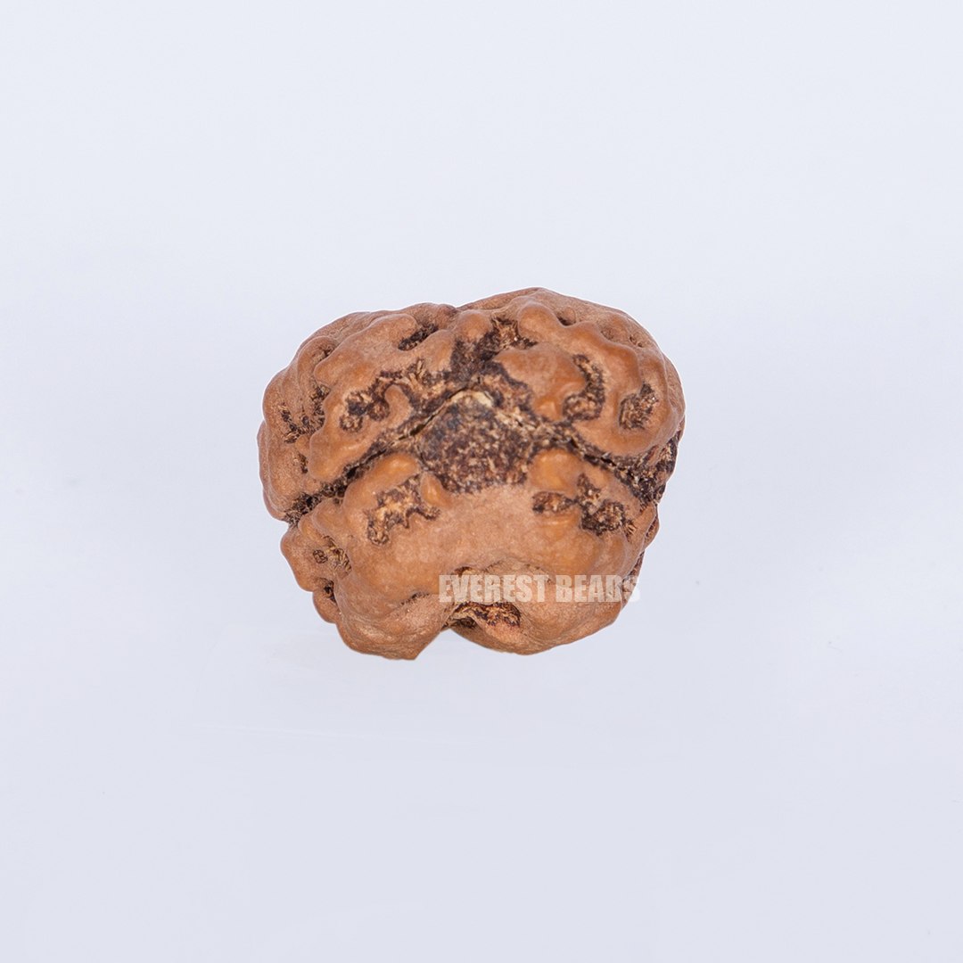 2 mukhi Rudraksha Collector