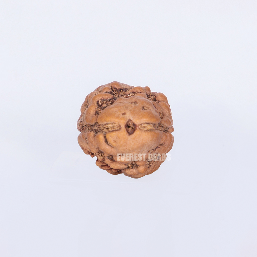 Two Mukhi Rudraksha